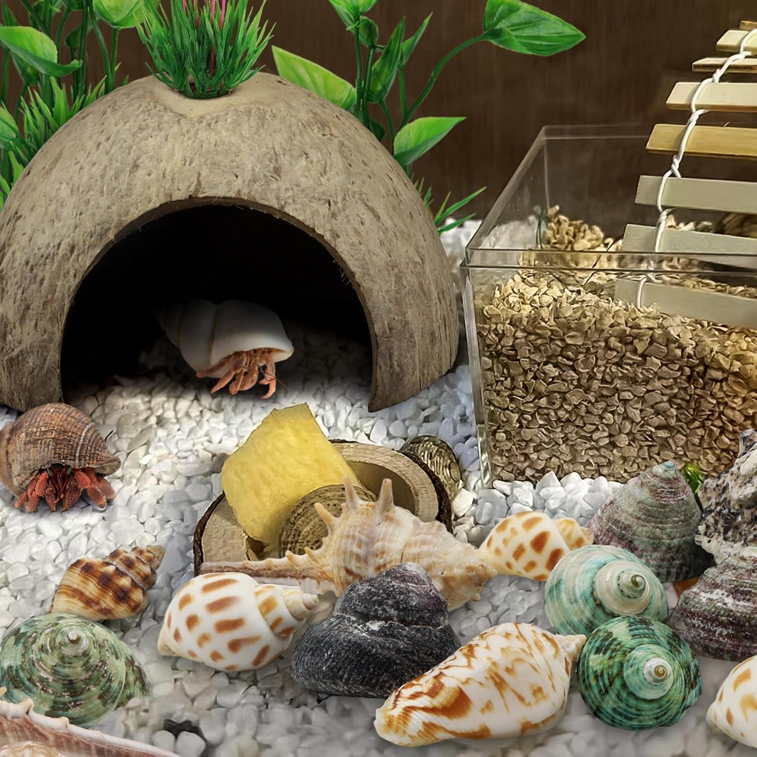 Suministros para Cangrejo Ermitaño QUOZUO - 22 Piezas