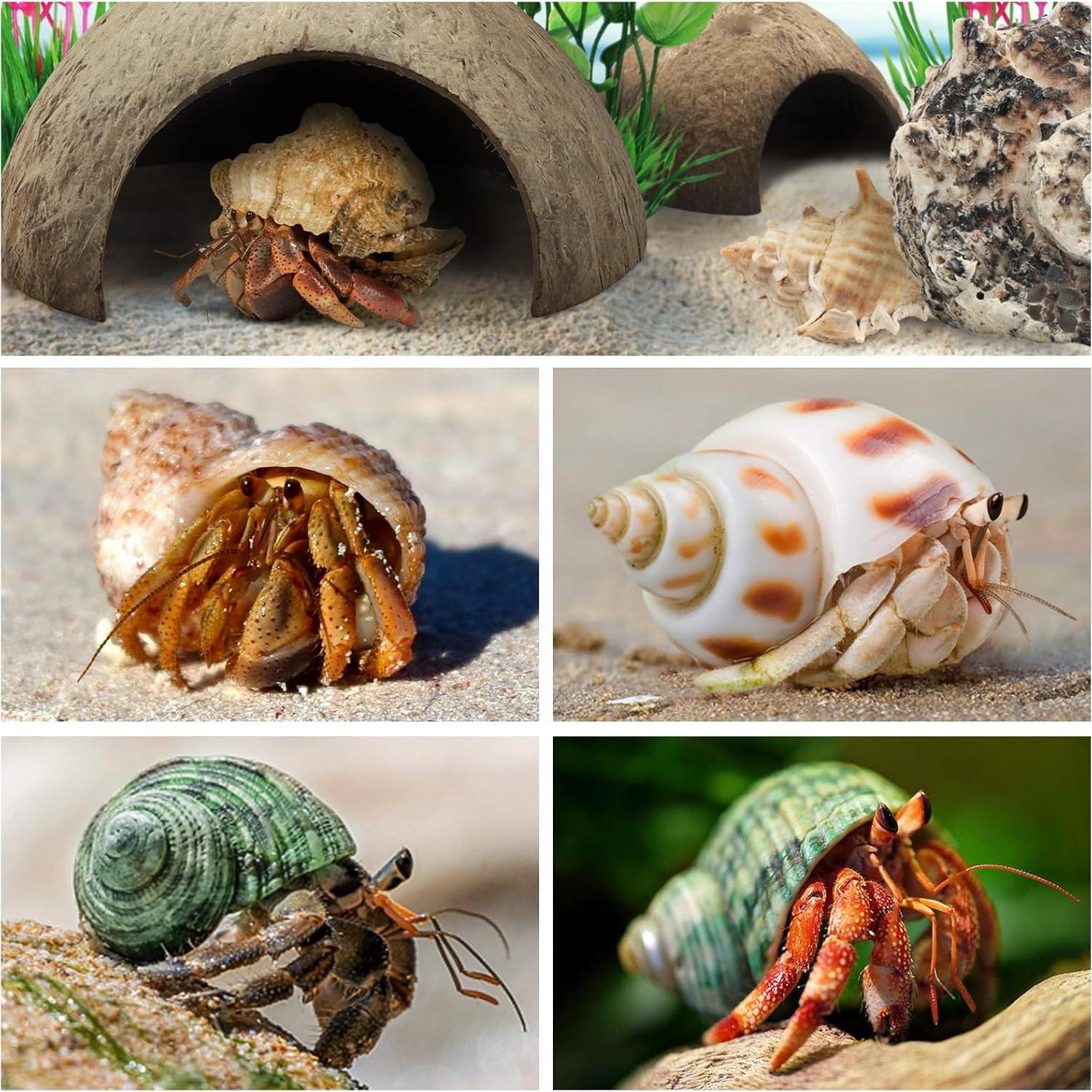 Suministros para Cangrejo Ermitaño QUOZUO - 22 Piezas