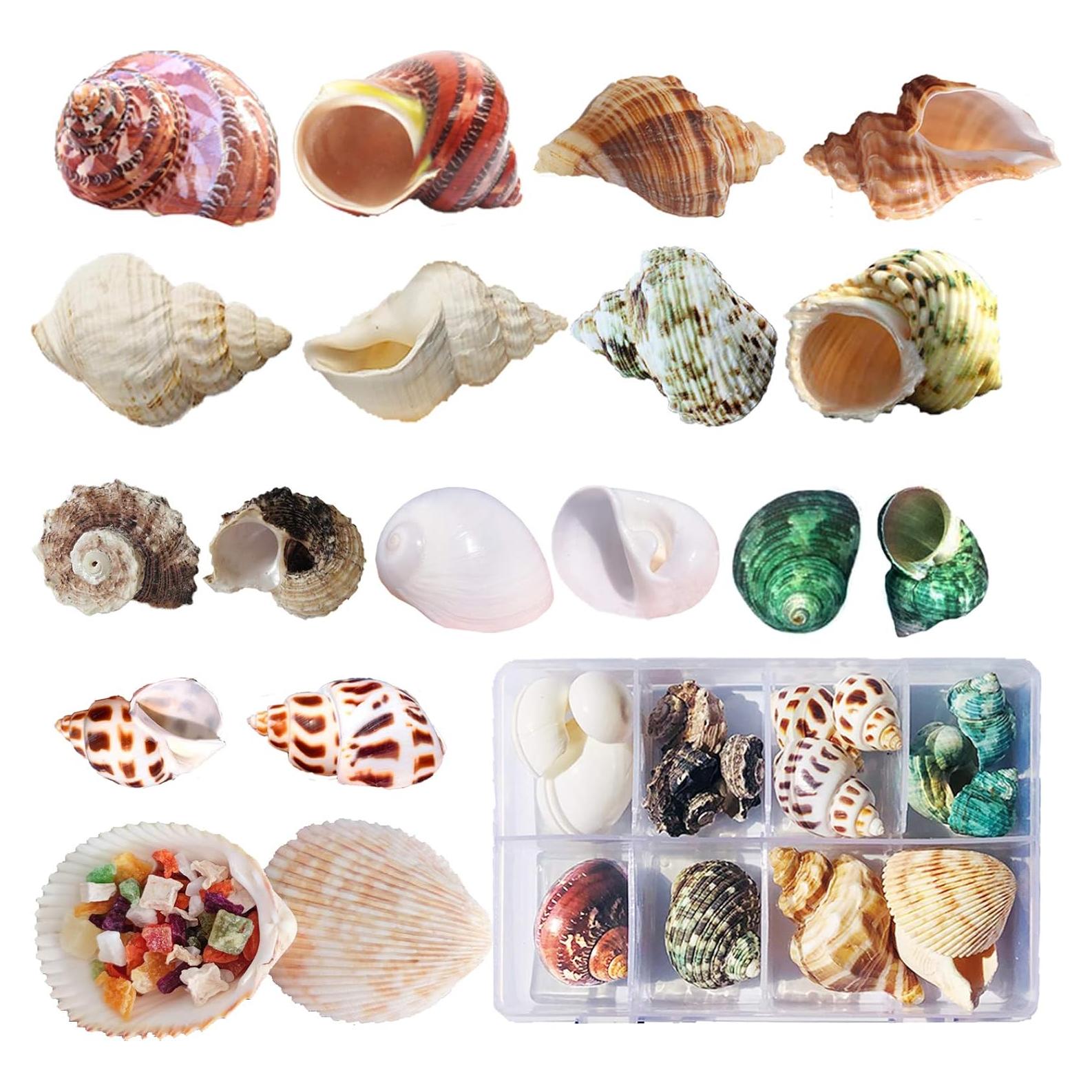Conchas de Cangrejo Ermitaño SINKOO 17PCS Natural 1.5-4.1 cm