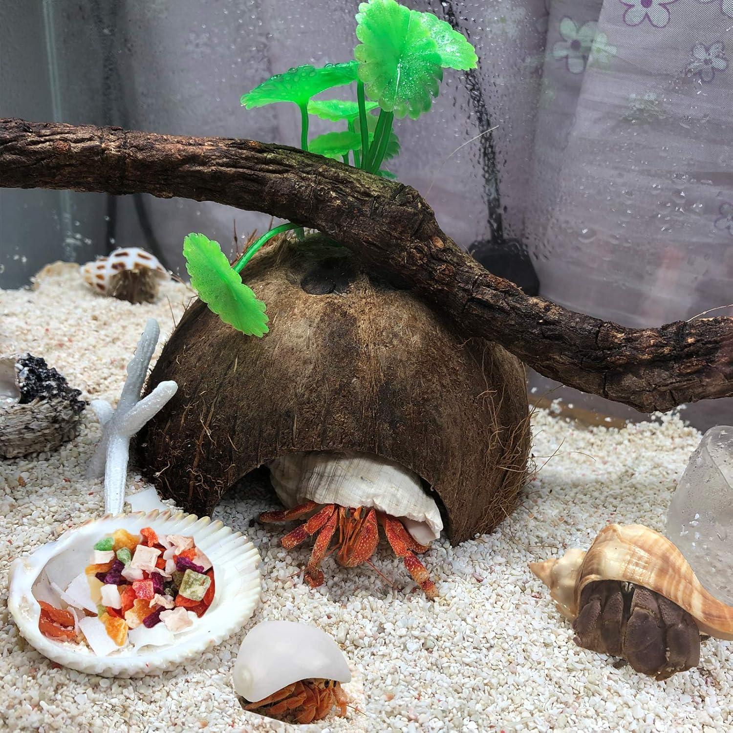 Conchas de Cangrejo Ermitaño SINKOO 17PCS Natural 1.5-4.1 cm