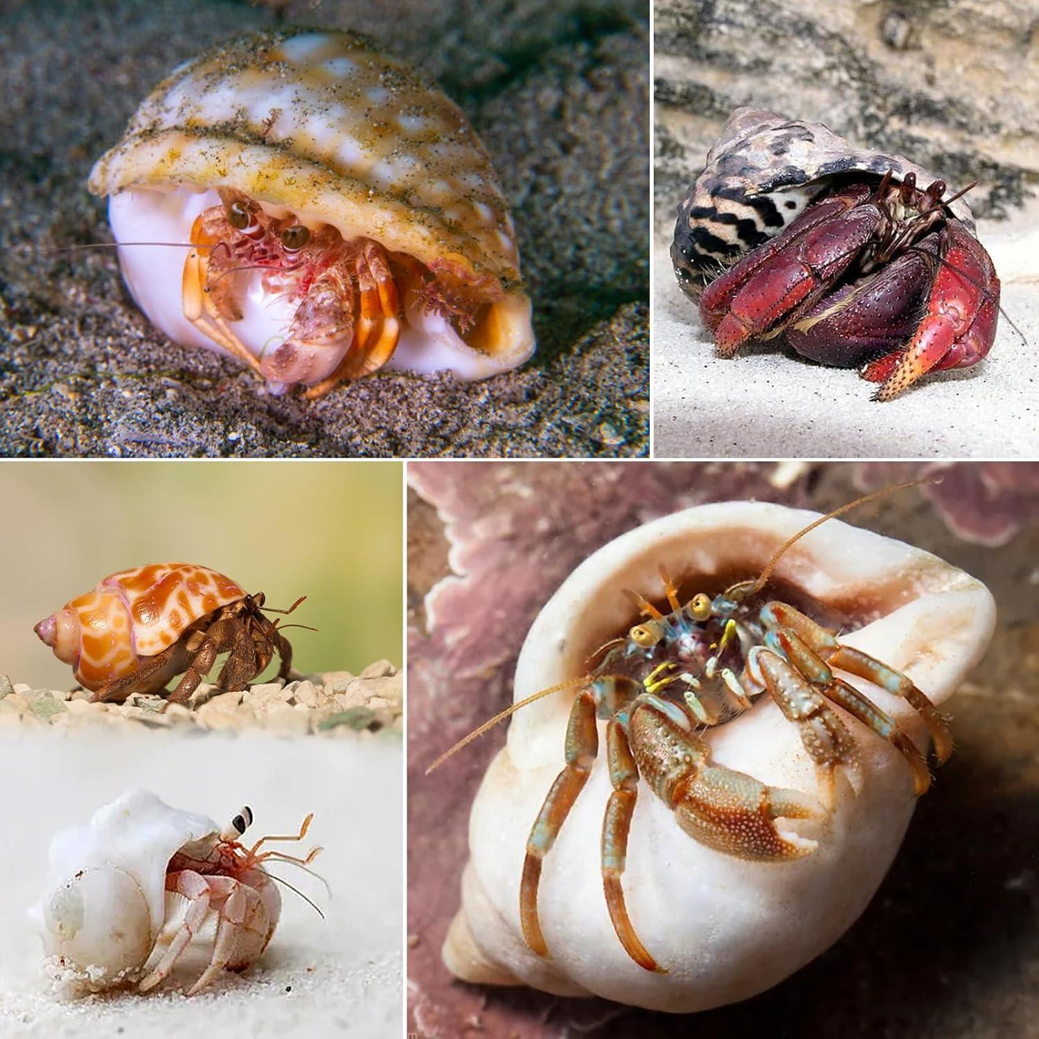 8 Conchas de Cangrejo Ermitaño SINKOO Tamaño 2.54-5.08cm