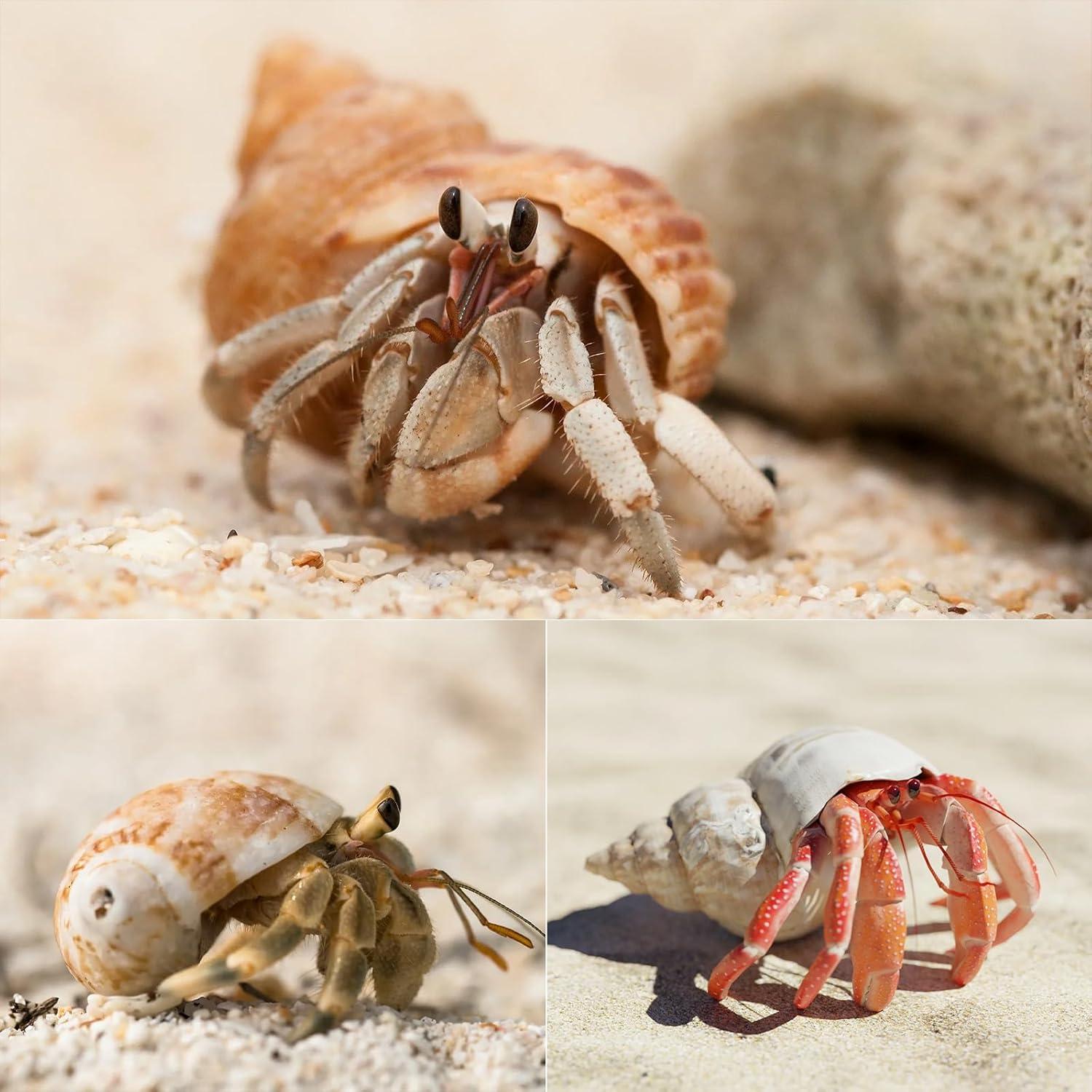 8 Conchas de Cangrejo Ermitaño SINKOO Tamaño 2.54-5.08cm