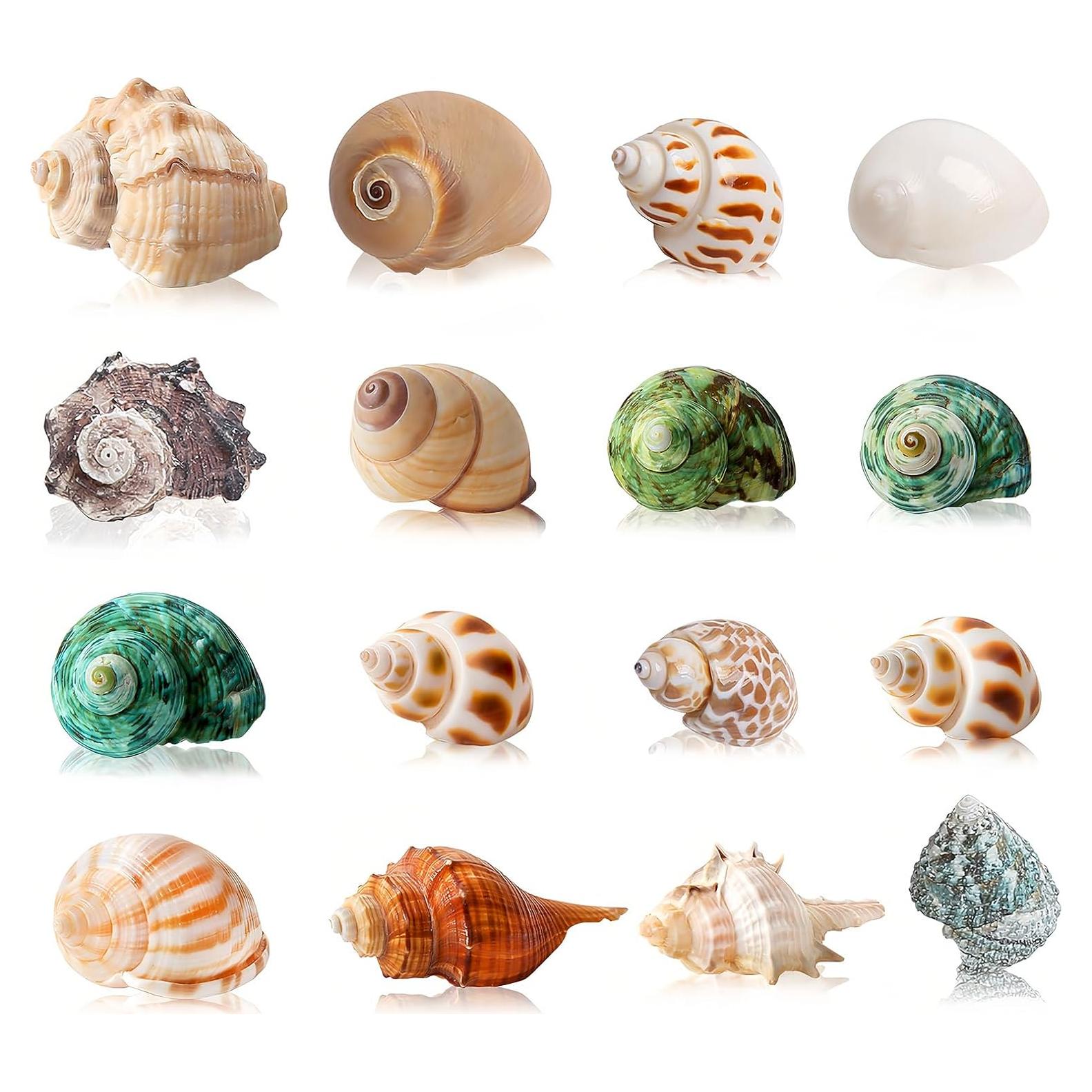 16 Conchas Naturales para Cangrejo Ermitaño WeDoSoy 3-6 cm