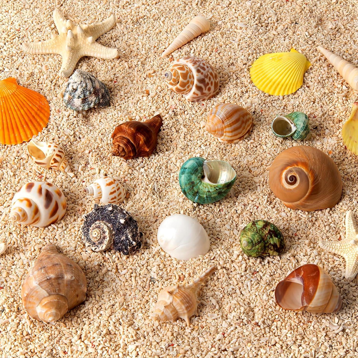 16 Conchas Naturales para Cangrejo Ermitaño WeDoSoy 3-6 cm