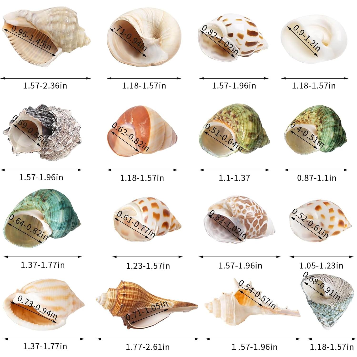 16 Conchas Naturales para Cangrejo Ermitaño WeDoSoy 3-6 cm