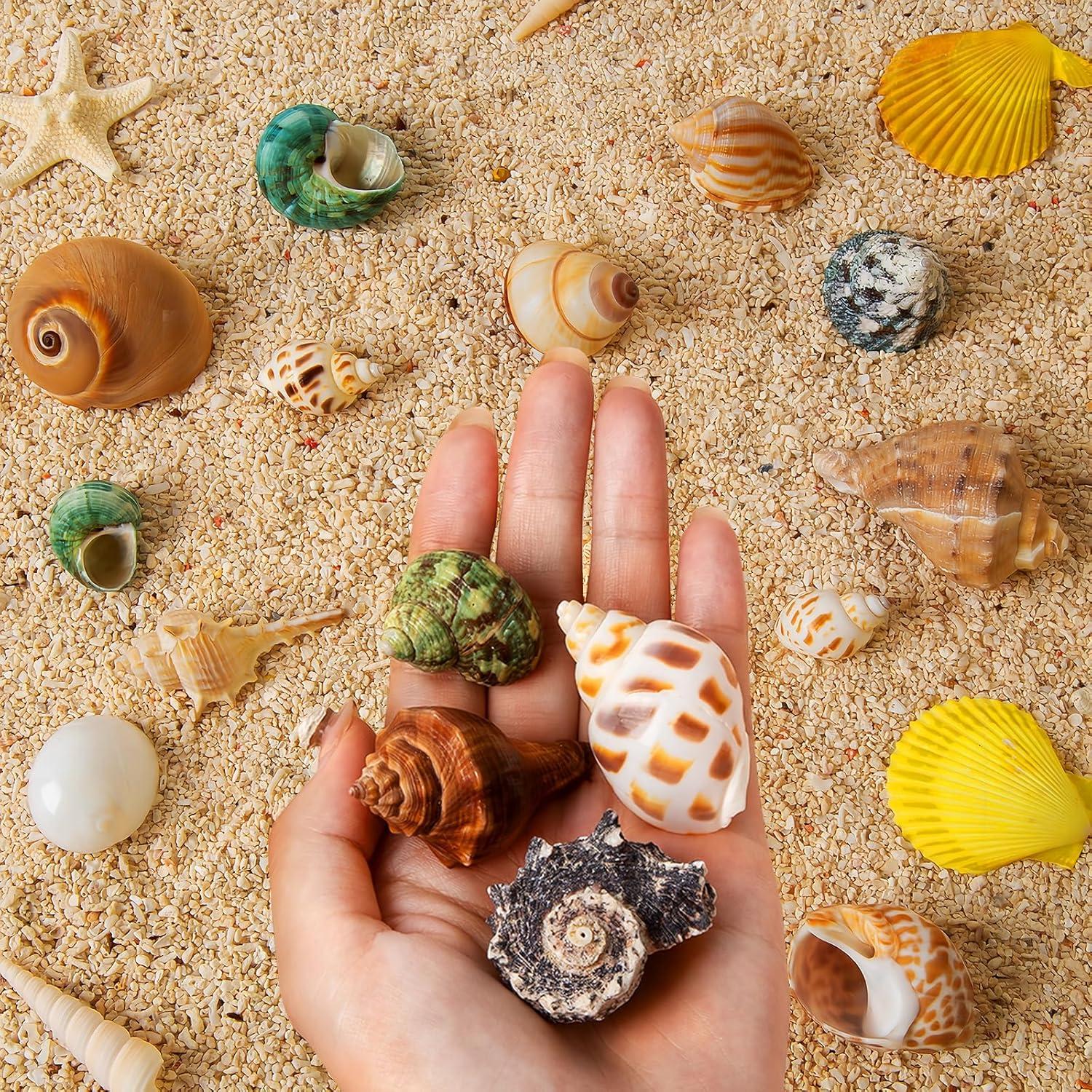 16 Conchas Naturales para Cangrejo Ermitaño WeDoSoy 3-6 cm