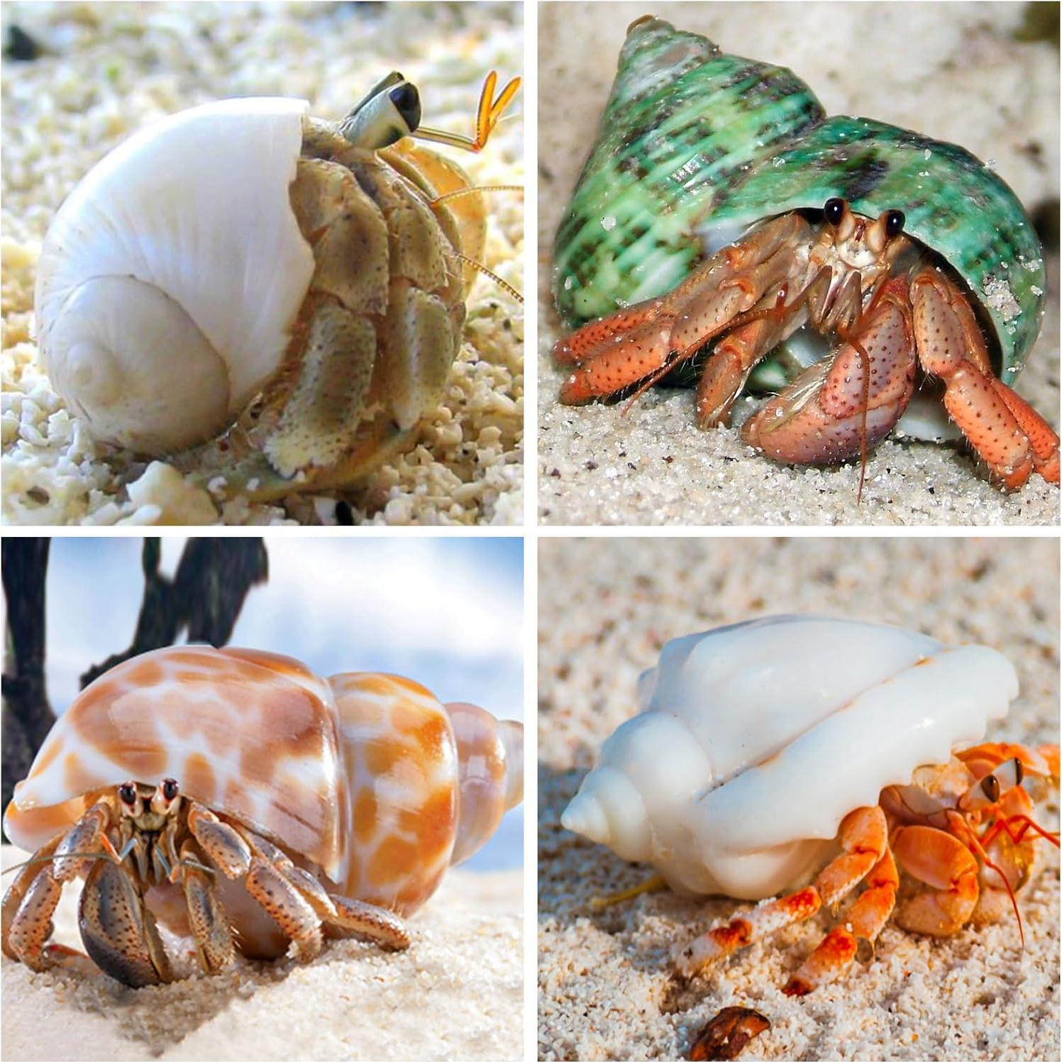 16 Conchas Naturales para Cangrejo Ermitaño WeDoSoy 3-6 cm