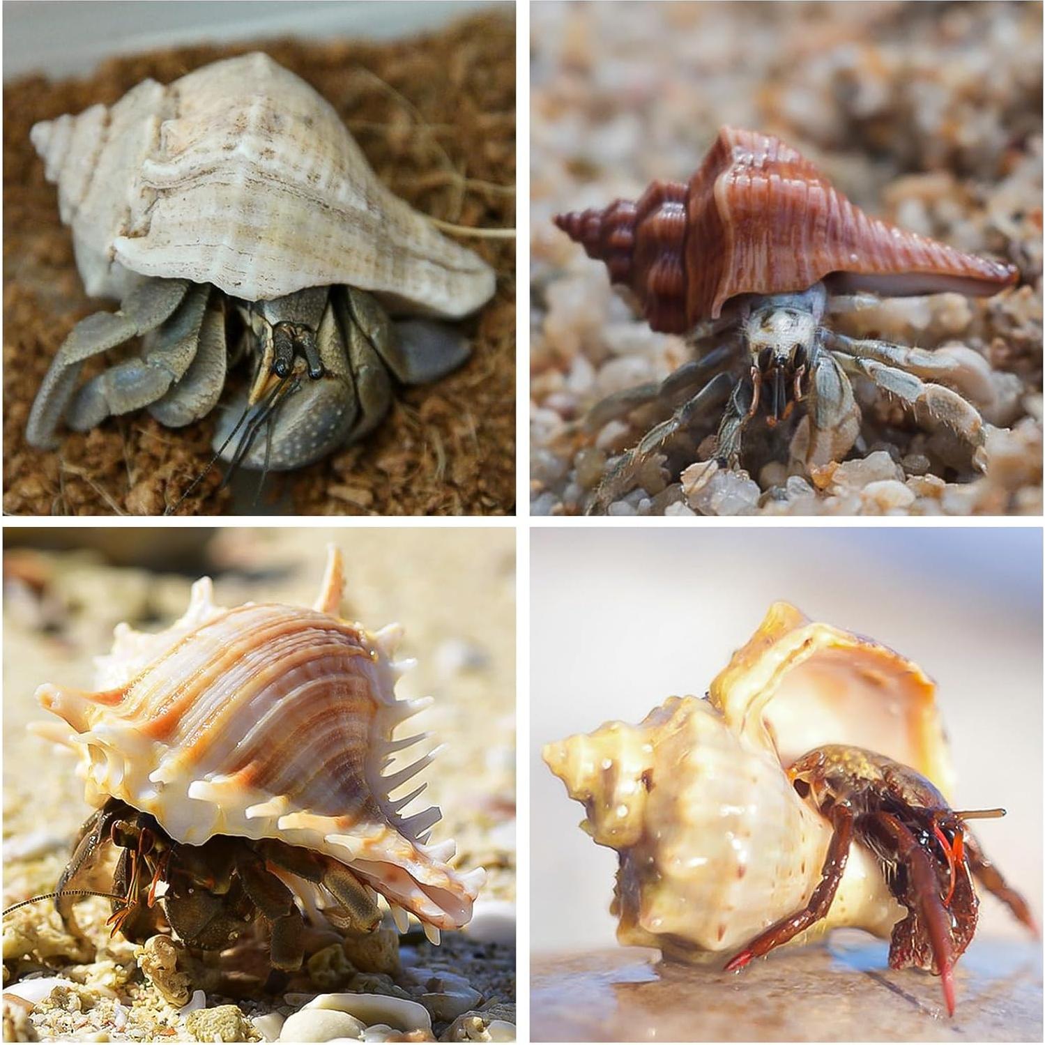 16 Conchas Naturales para Cangrejo Ermitaño WeDoSoy 3-6 cm