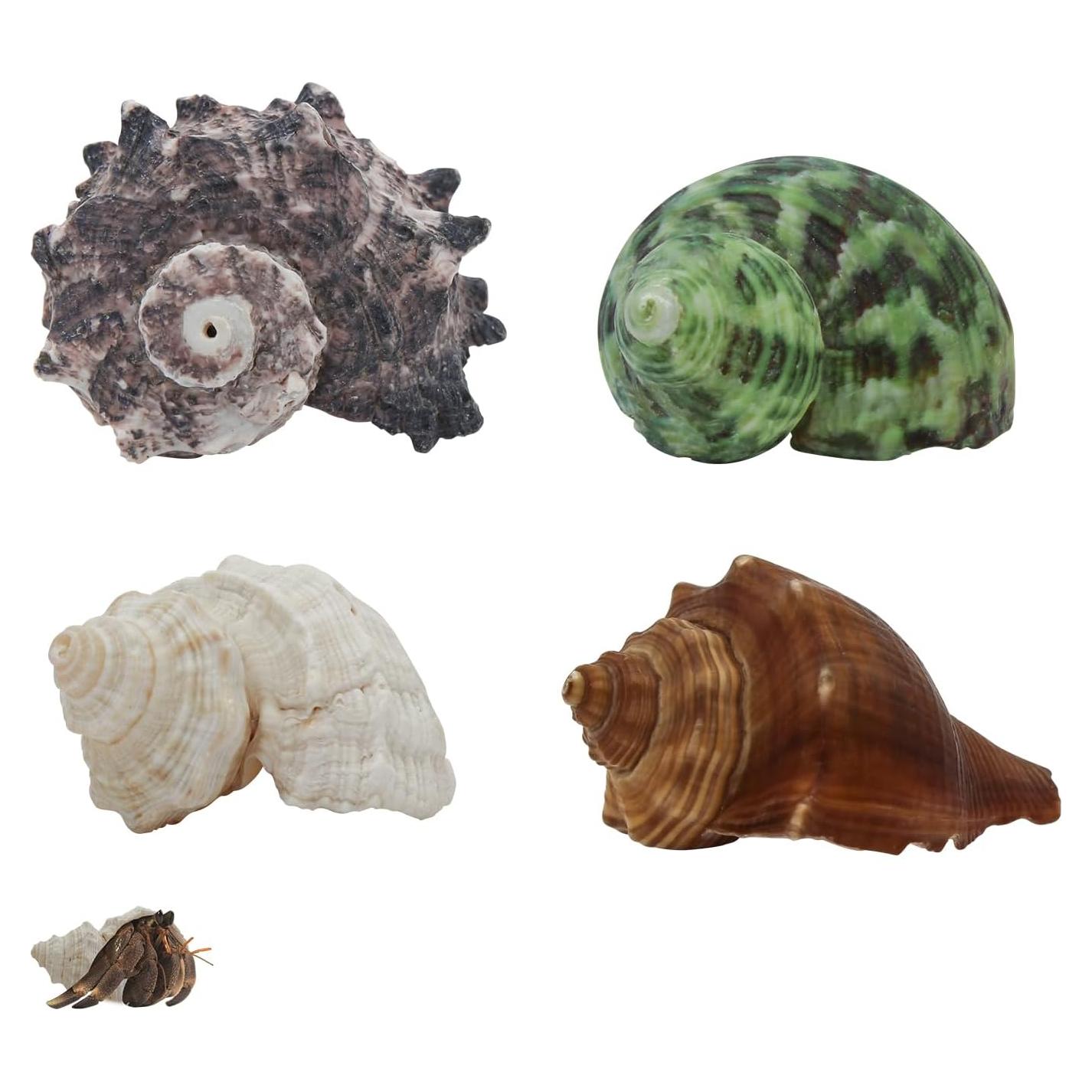 Conchas de Cangrejo Ermitaño WishLotus - Set de 4 Piezas Naturales