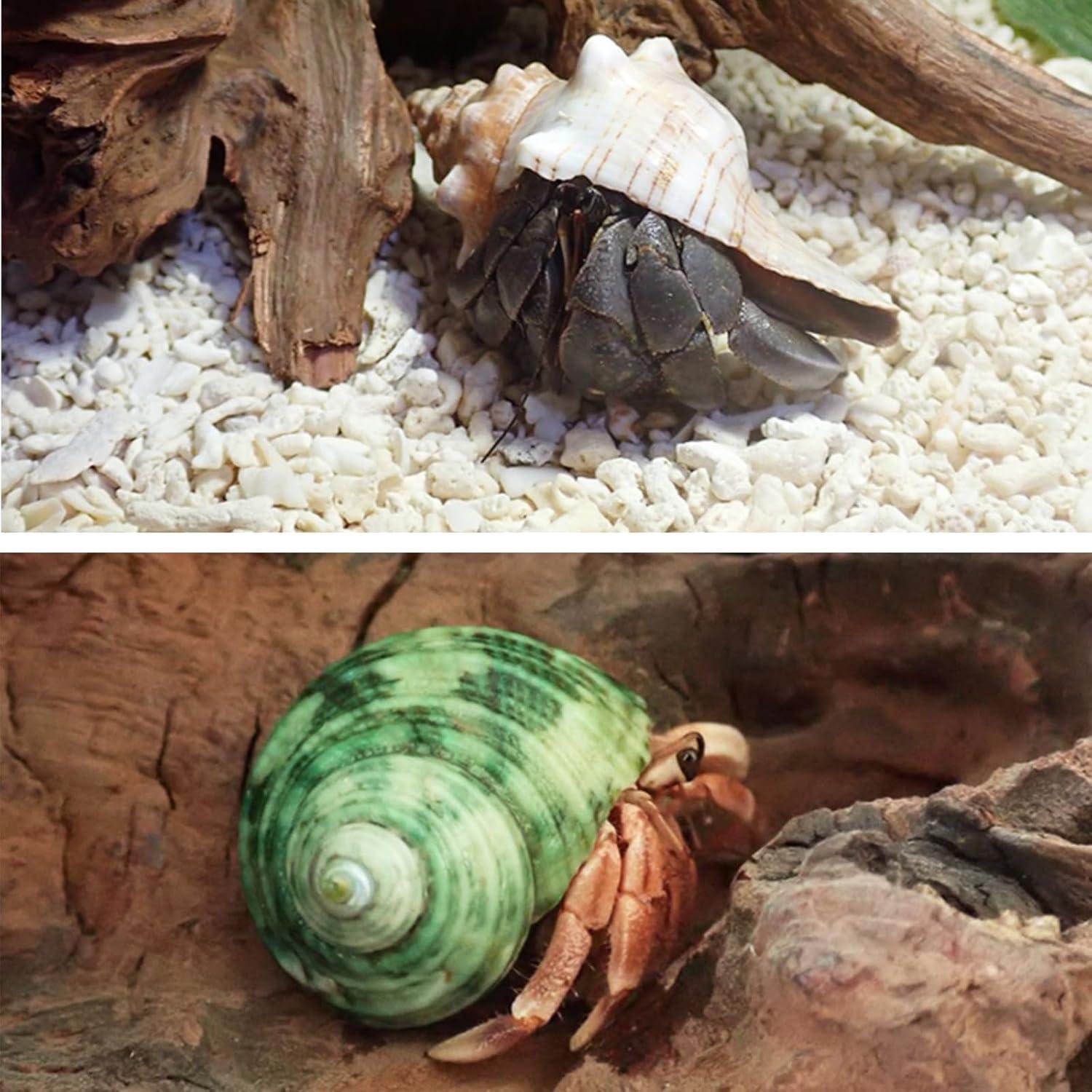 Conchas de Cangrejo Ermitaño WishLotus - Set de 4 Piezas Naturales