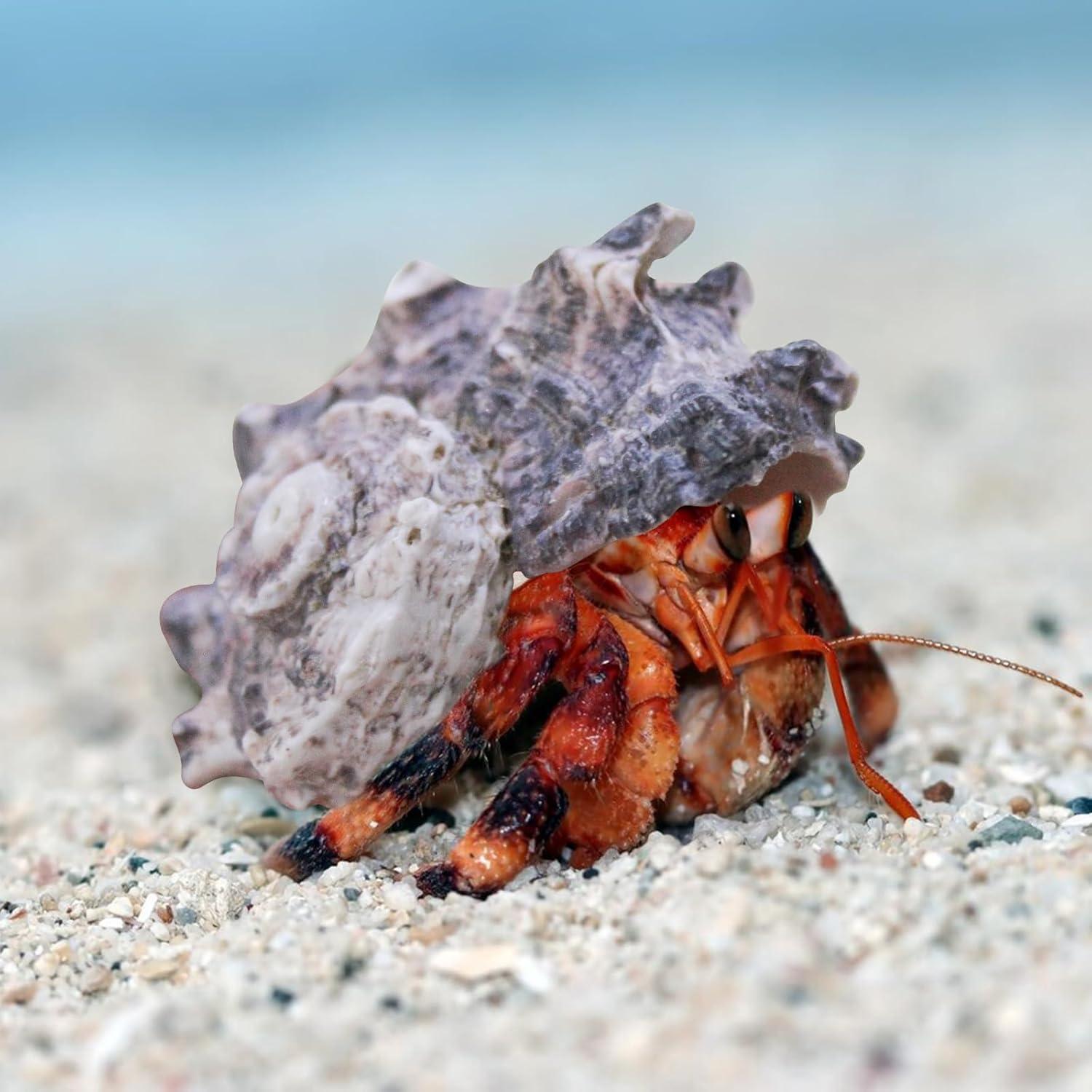 Conchas de Cangrejo Ermitaño WishLotus - Set de 4 Piezas Naturales