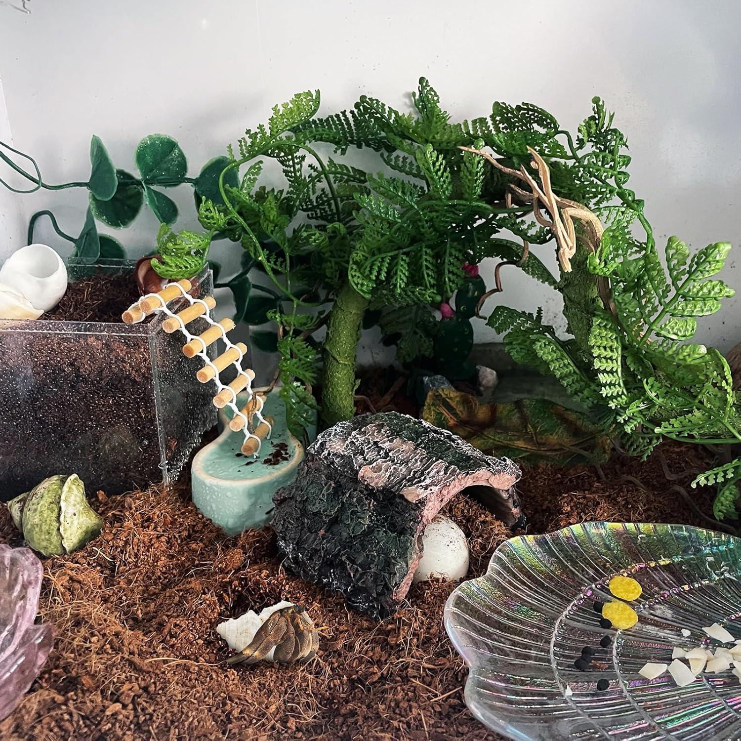 Conchas de Cangrejo Ermitaño WishLotus - Set de 4 Piezas Naturales