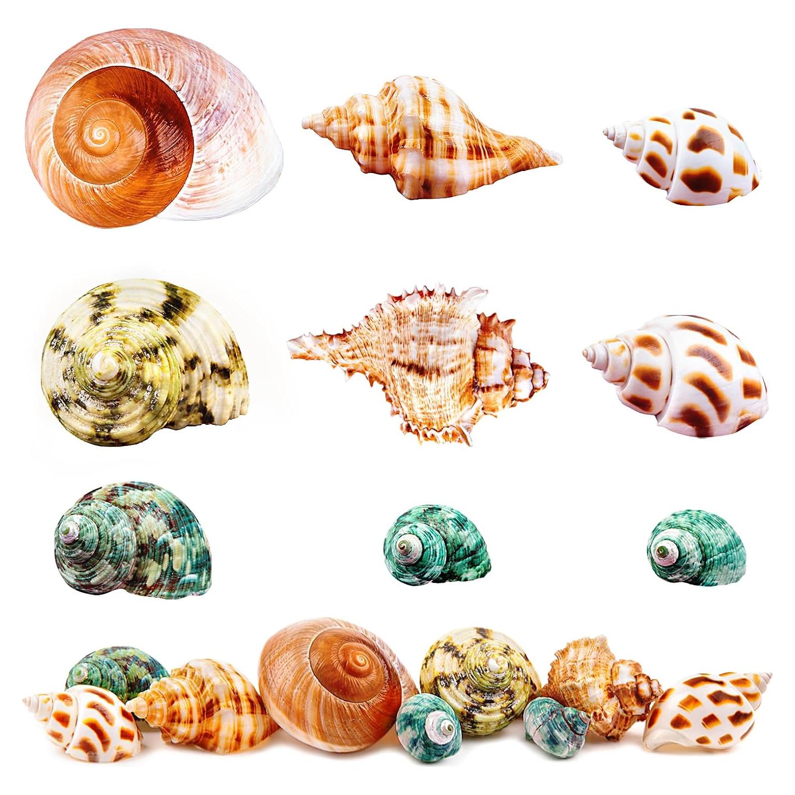 Conchas de Cangrejo Ermitaño Naturales LuckyCC 9 Piezas