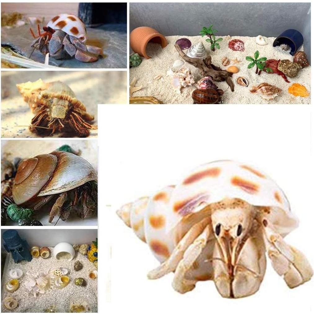 Conchas de Cangrejo Ermitaño Naturales LuckyCC 9 Piezas
