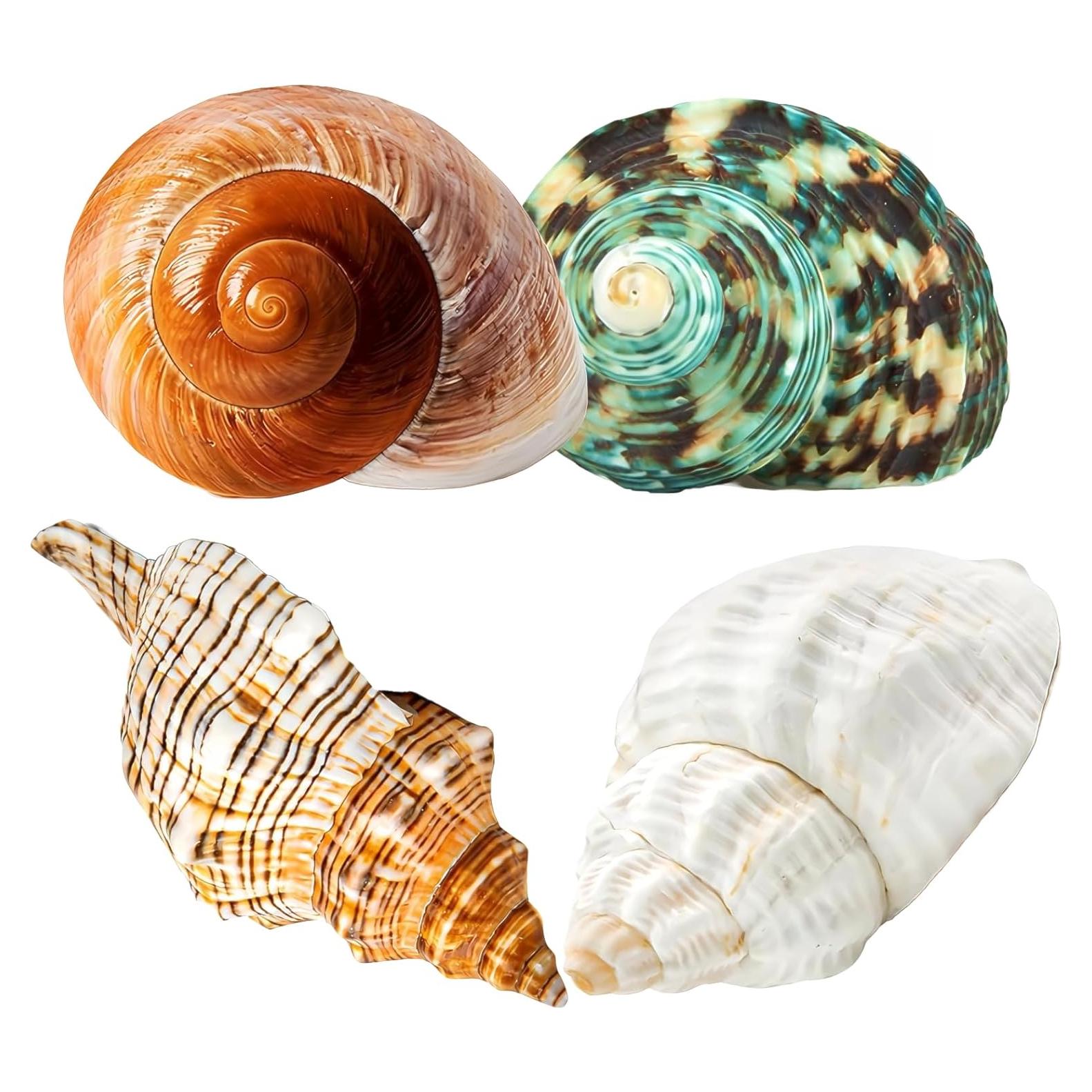 4 Conchas de Cangrejo Ermitaño Naturales Wanwanzi 6.1-8.9 cm