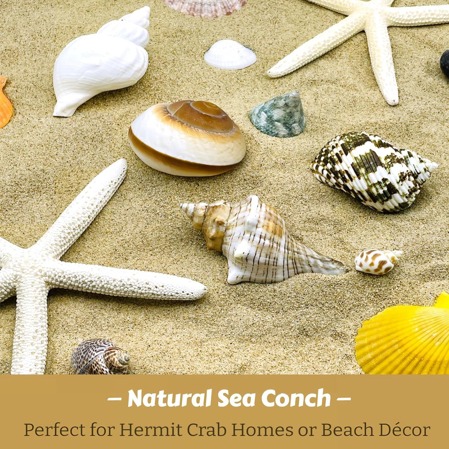 4 Conchas de Cangrejo Ermitaño Naturales Wanwanzi 6.1-8.9 cm