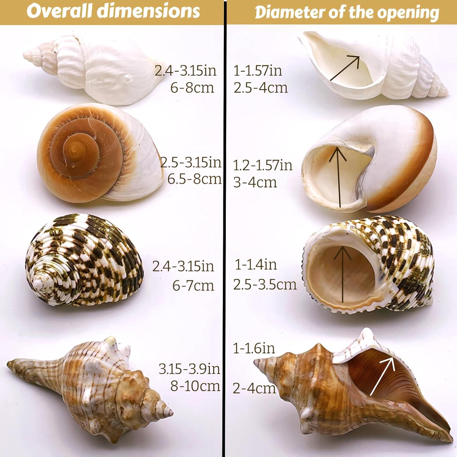 4 Conchas de Cangrejo Ermitaño Naturales Wanwanzi 6.1-8.9 cm
