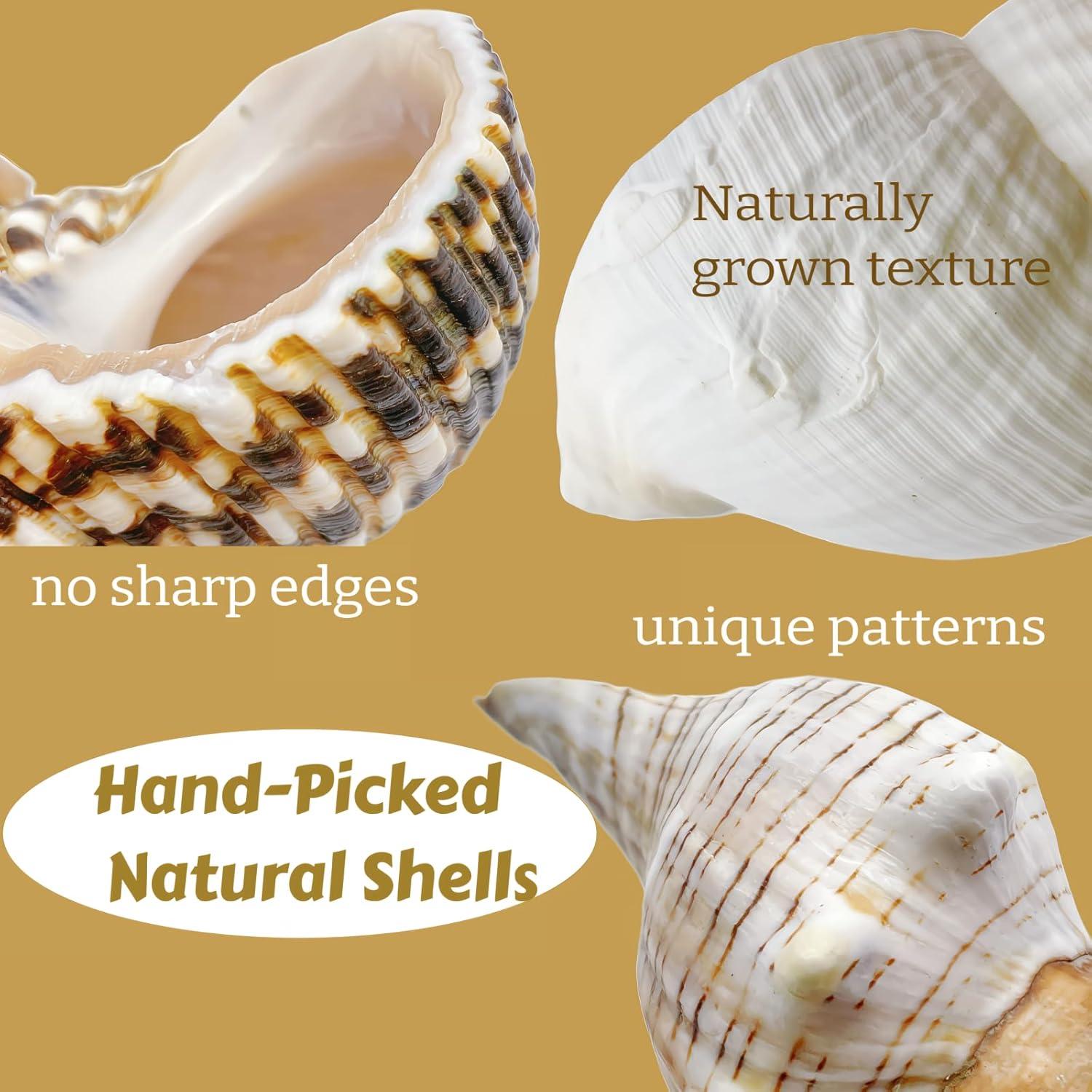 4 Conchas de Cangrejo Ermitaño Naturales Wanwanzi 6.1-8.9 cm