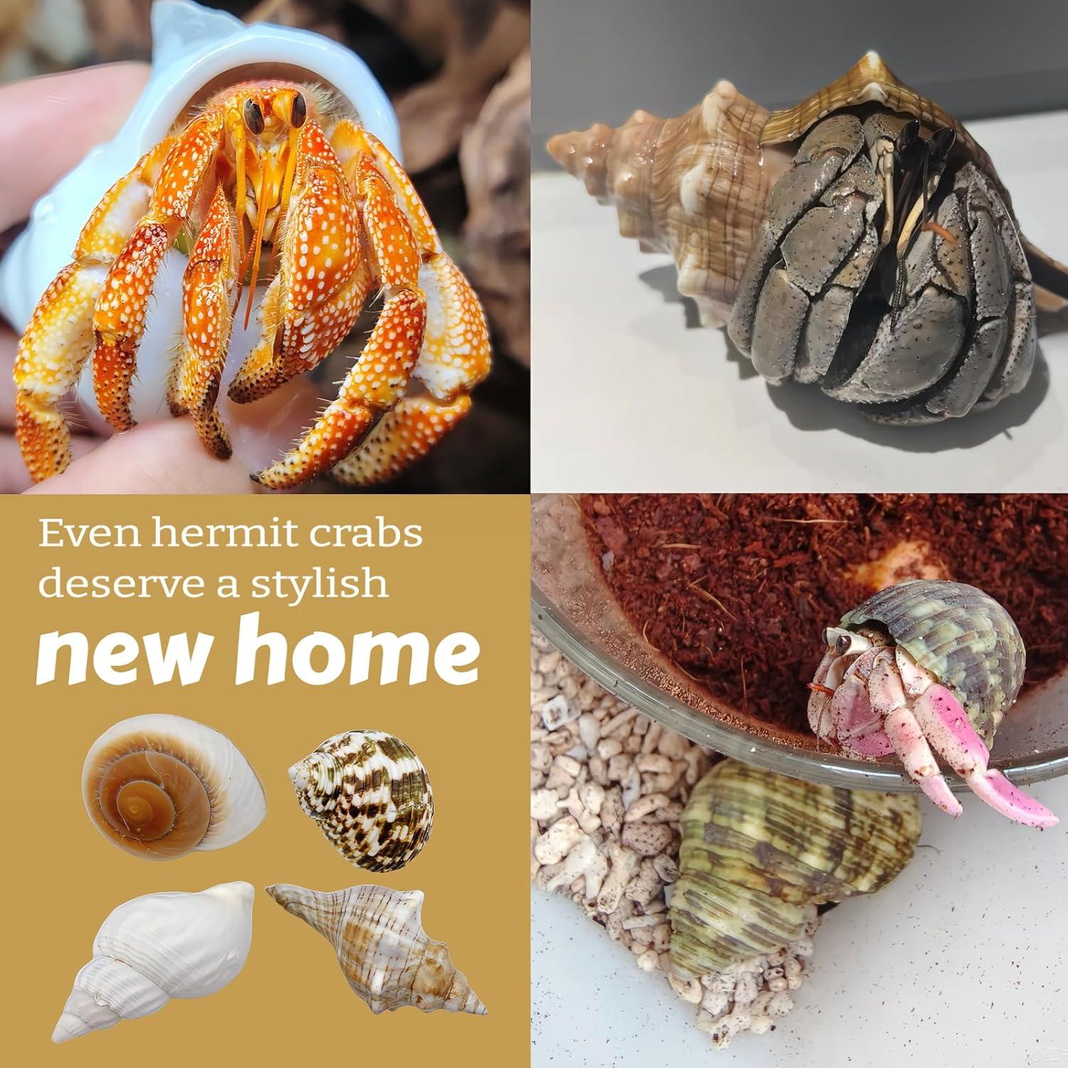 4 Conchas de Cangrejo Ermitaño Naturales Wanwanzi 6.1-8.9 cm