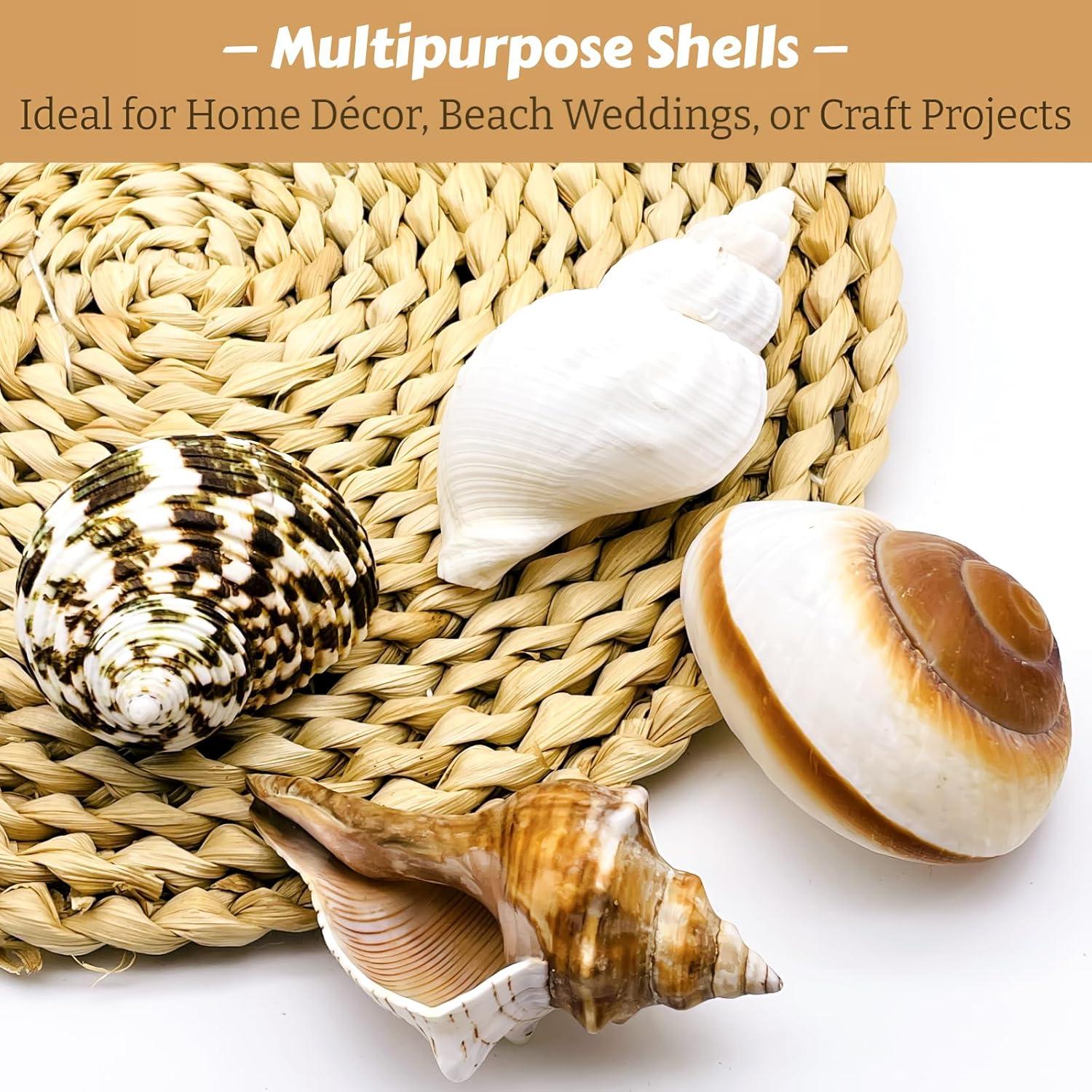 4 Conchas de Cangrejo Ermitaño Naturales Wanwanzi 6.1-8.9 cm