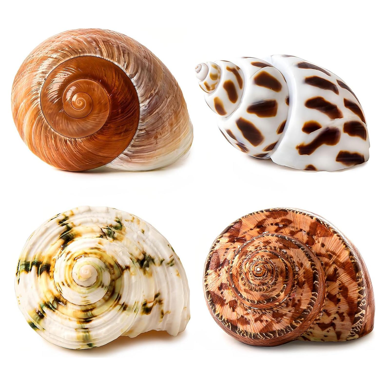 Conchas Naturales para Cangrejo Ermitaño QICQDRAM 4 Pcs 5-8.9cm