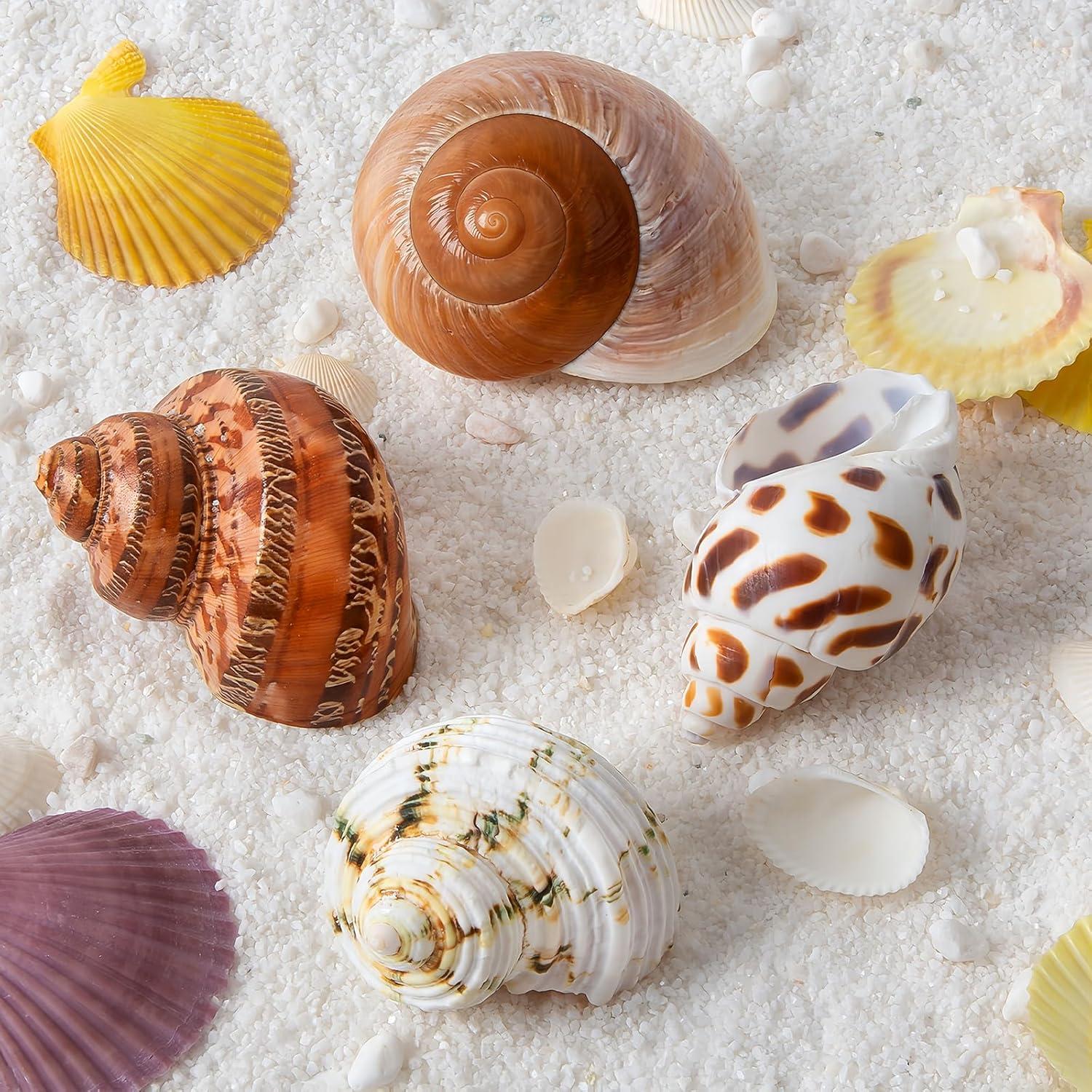 Conchas Naturales para Cangrejo Ermitaño QICQDRAM 4 Pcs 5-8.9cm