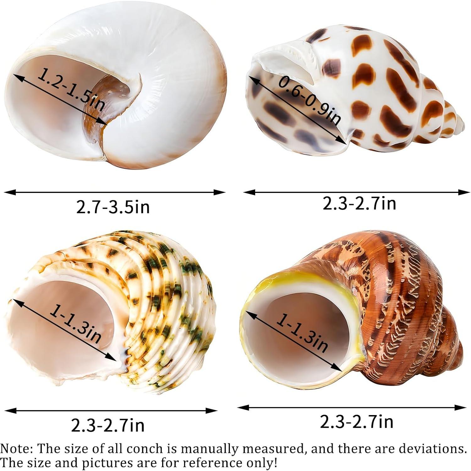 Conchas Naturales para Cangrejo Ermitaño QICQDRAM 4 Pcs 5-8.9cm