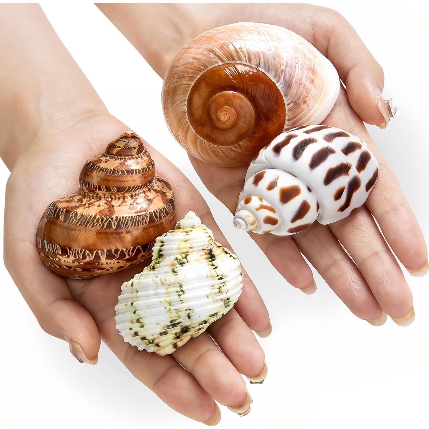Conchas Naturales para Cangrejo Ermitaño QICQDRAM 4 Pcs 5-8.9cm
