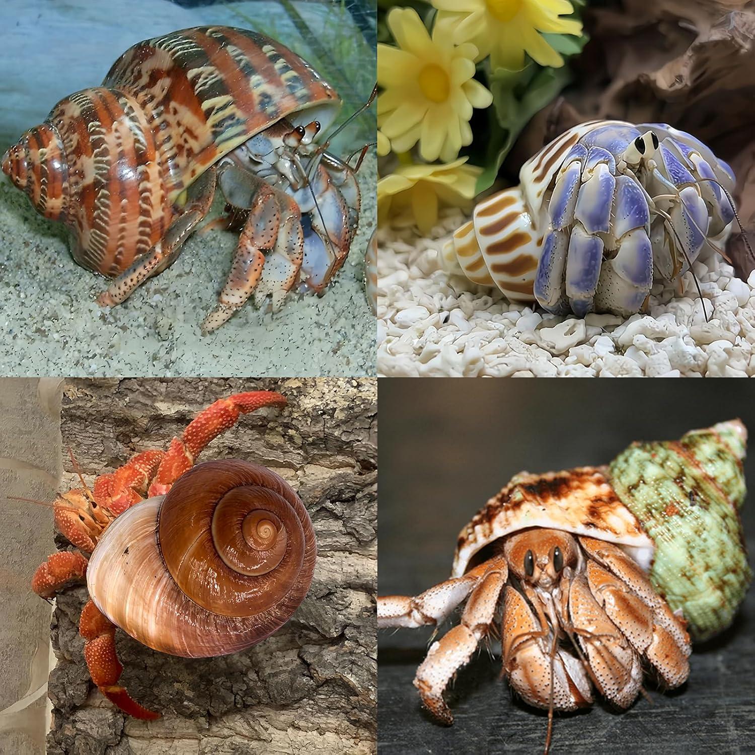 Conchas Naturales para Cangrejo Ermitaño QICQDRAM 4 Pcs 5-8.9cm