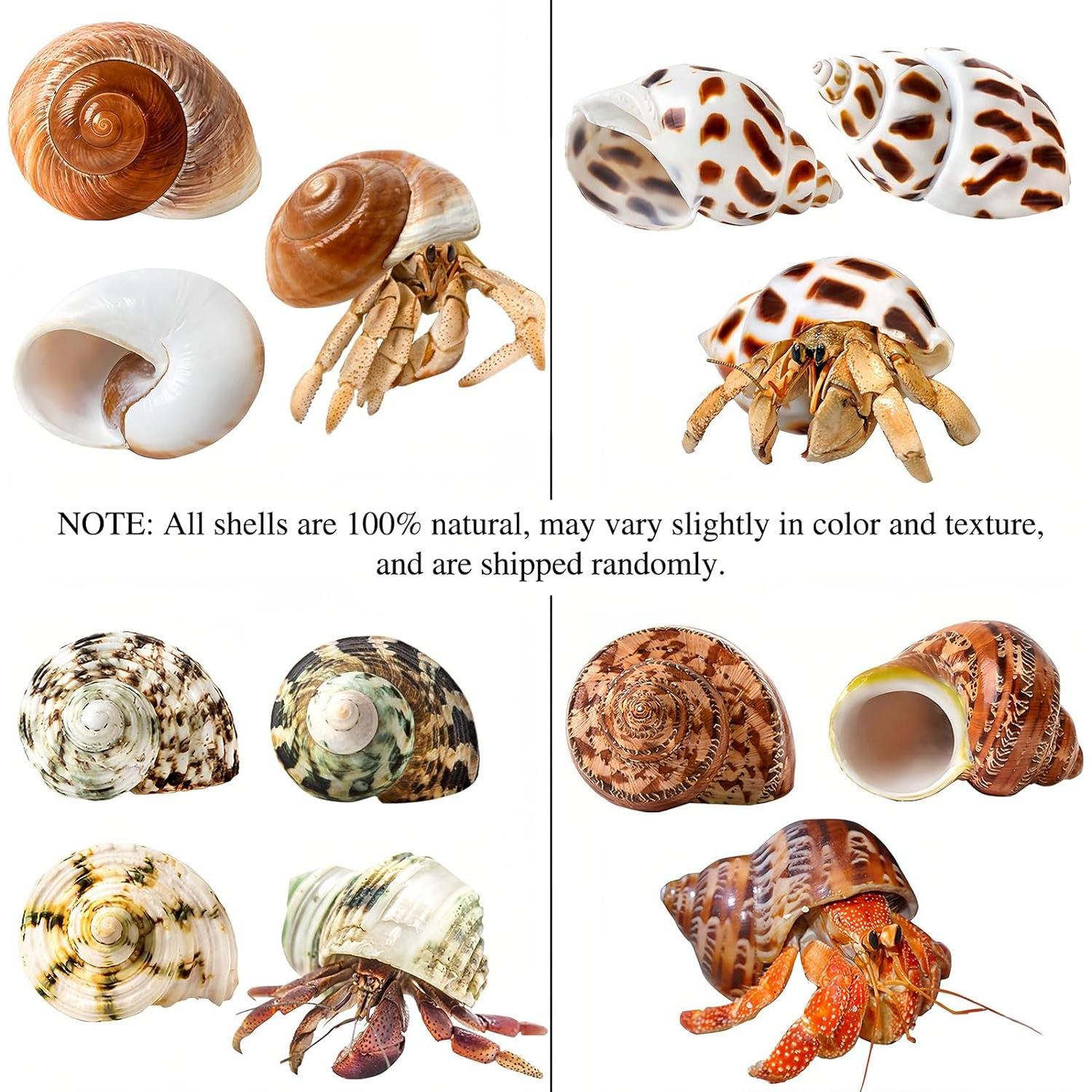 Conchas Naturales para Cangrejo Ermitaño QICQDRAM 4 Pcs 5-8.9cm