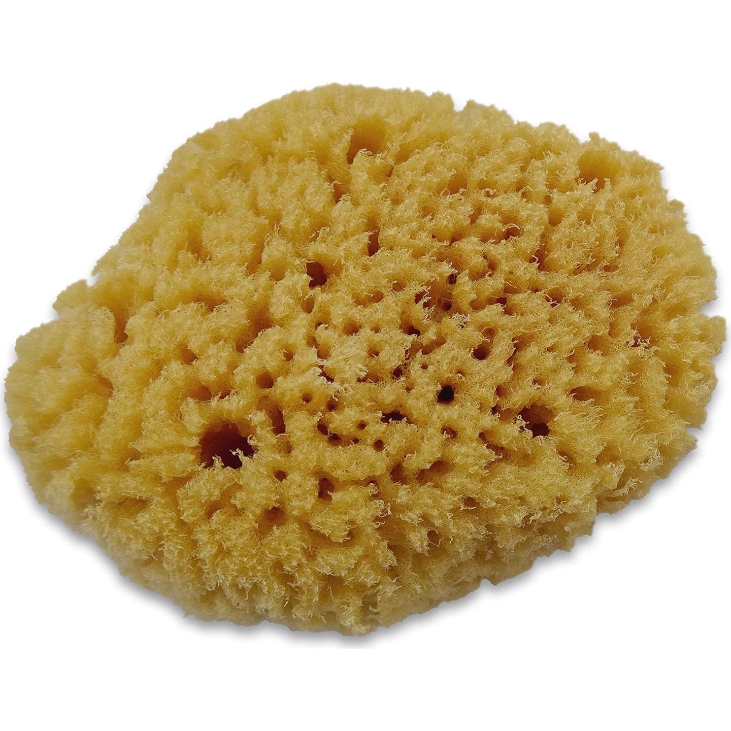 Esponjas de Mar para Cangrejos Ermitaños - Paquete de 5 Sin Blanquear