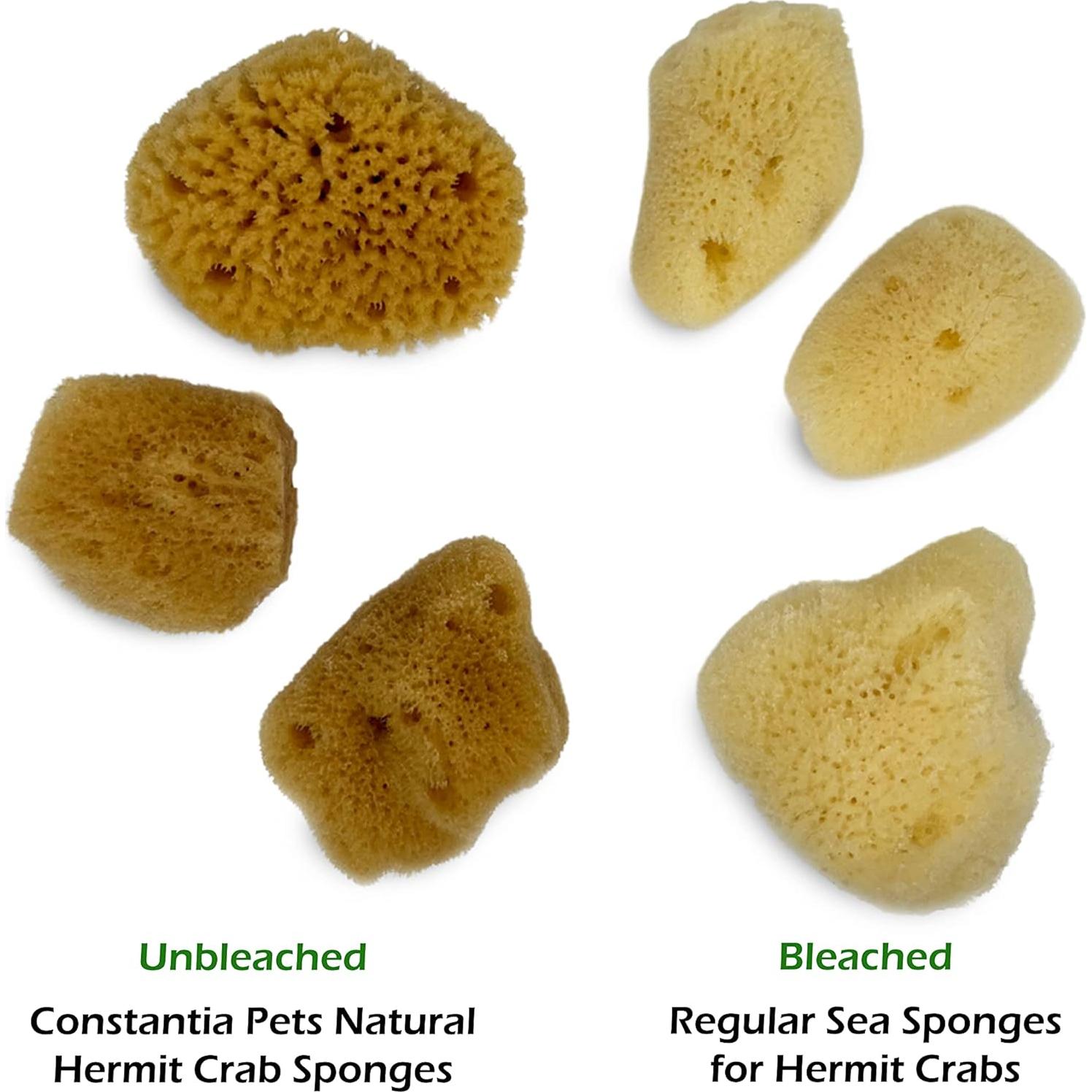 Esponjas de Mar para Cangrejos Ermitaños - Paquete de 5 Sin Blanquear