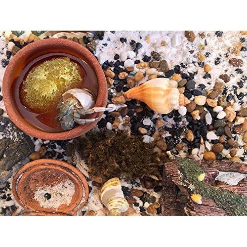 Esponjas de Mar para Cangrejos Ermitaños - Paquete de 5 Sin Blanquear