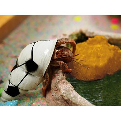 Esponjas de Mar para Cangrejos Ermitaños - Paquete de 5 Sin Blanquear