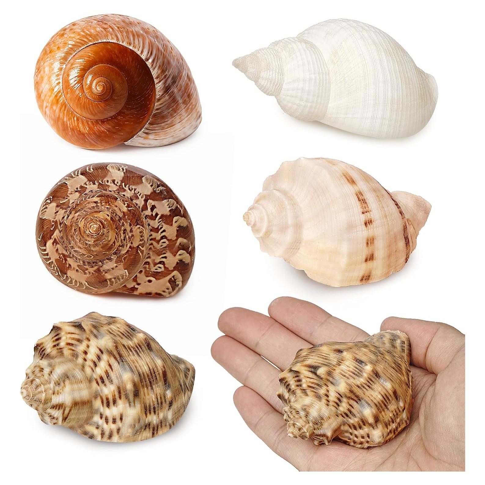 5 Conchas de Cangrejo Ermitaño Naturales 7.6-8.9 cm Fectzuea