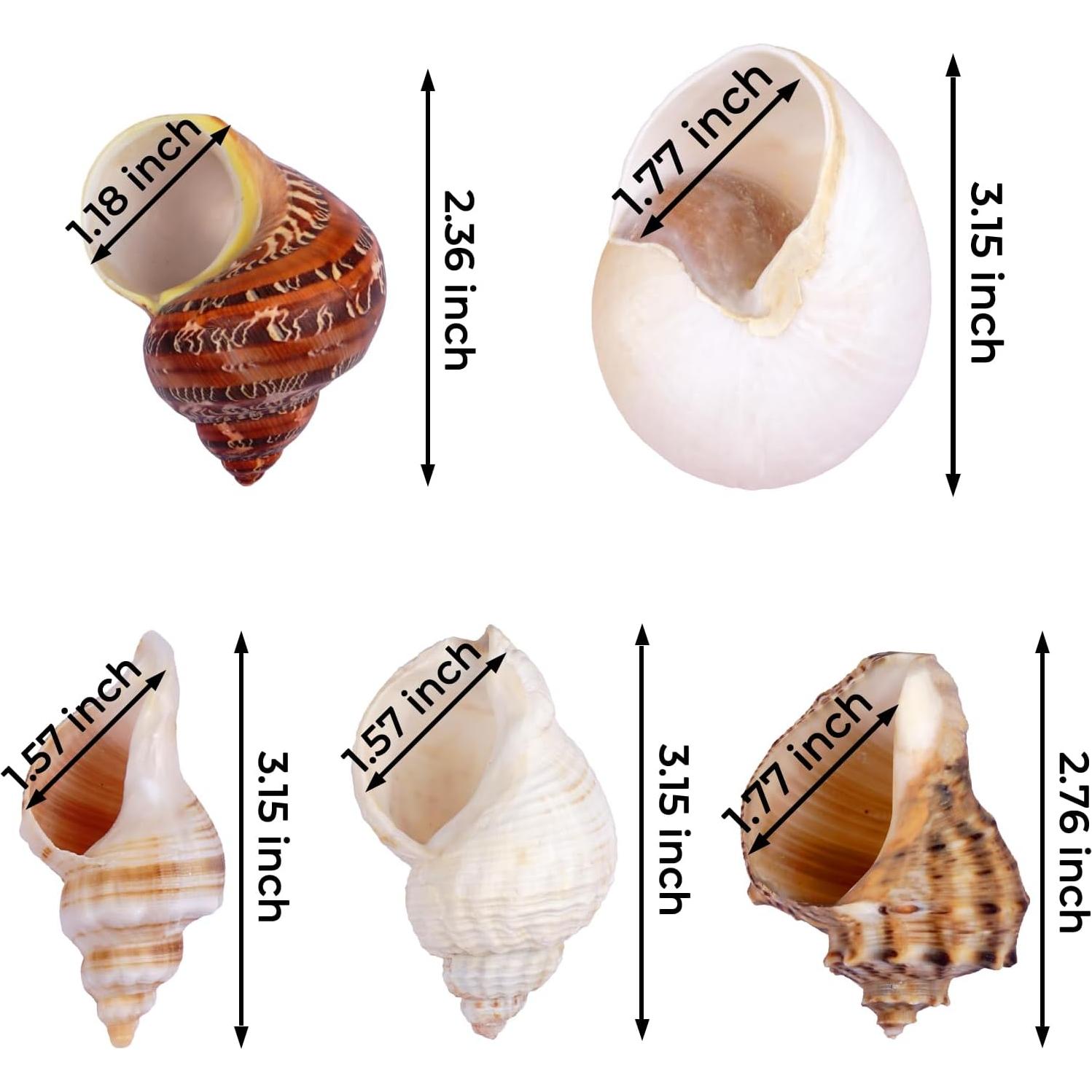 5 Conchas de Cangrejo Ermitaño Naturales 7.6-8.9 cm Fectzuea