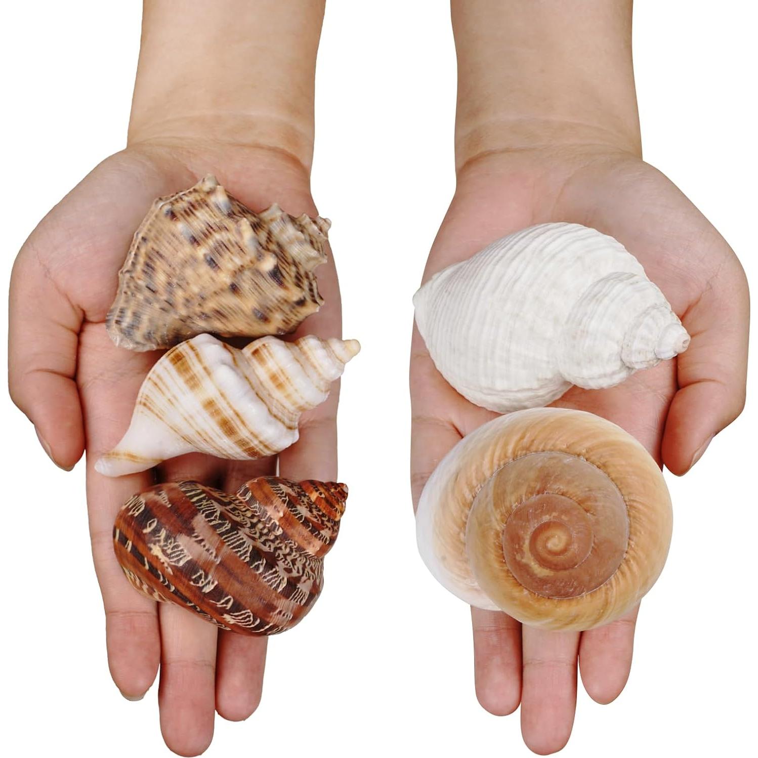 5 Conchas de Cangrejo Ermitaño Naturales 7.6-8.9 cm Fectzuea