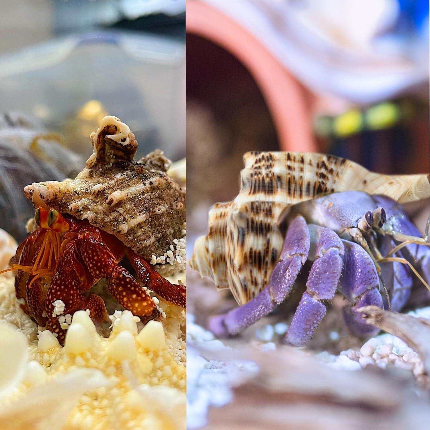 5 Conchas de Cangrejo Ermitaño Naturales 7.6-8.9 cm Fectzuea