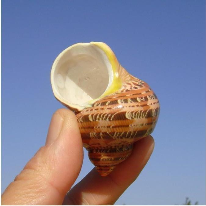 5 Conchas de Cangrejo Ermitaño Naturales 7.6-8.9 cm Fectzuea