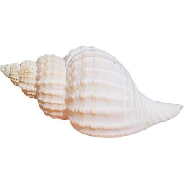 5 Conchas de Cangrejo Ermitaño Naturales 7.6-8.9 cm Fectzuea