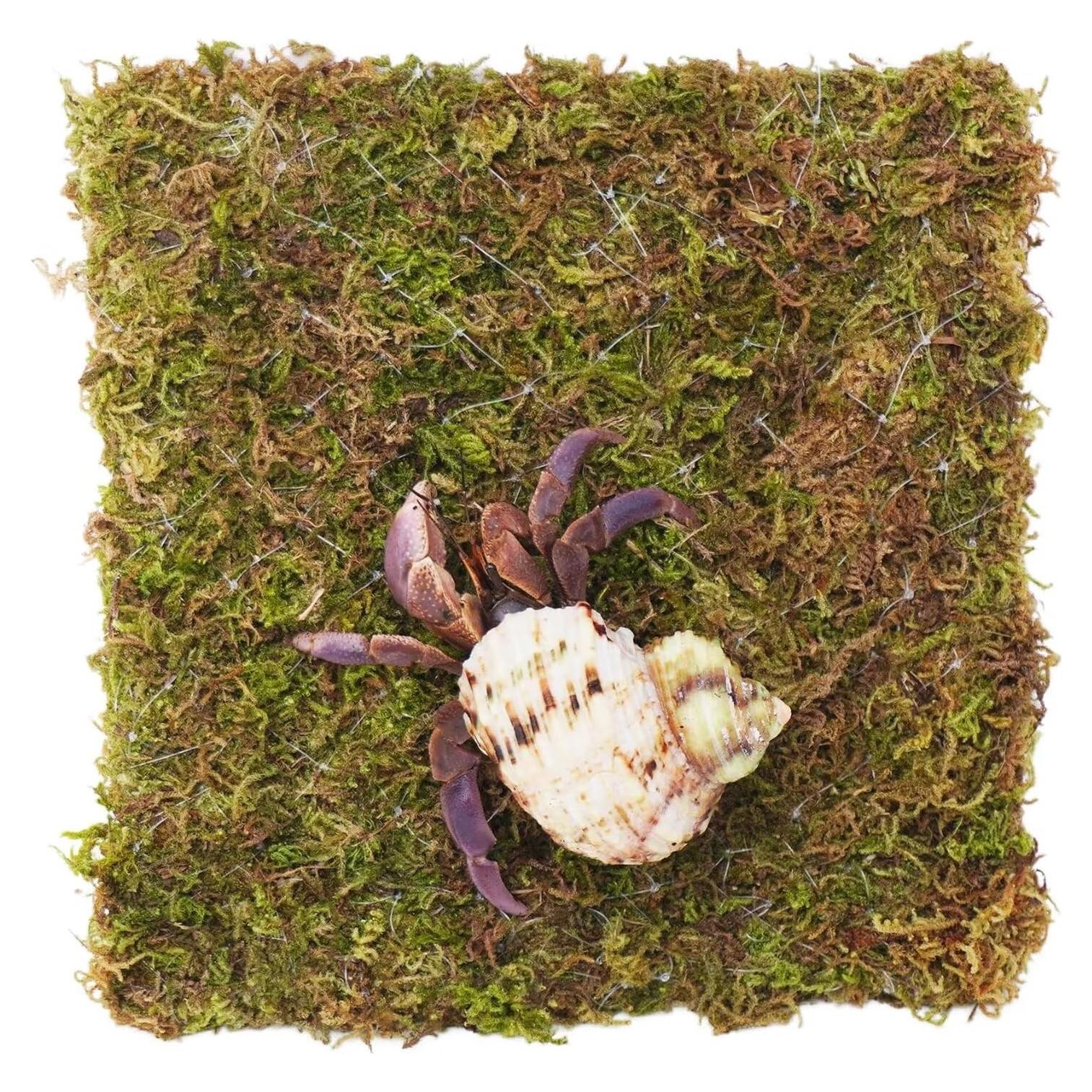 Pared de Escalada para Cangrejo Ermitaño Begeterday 15 cm Musgo