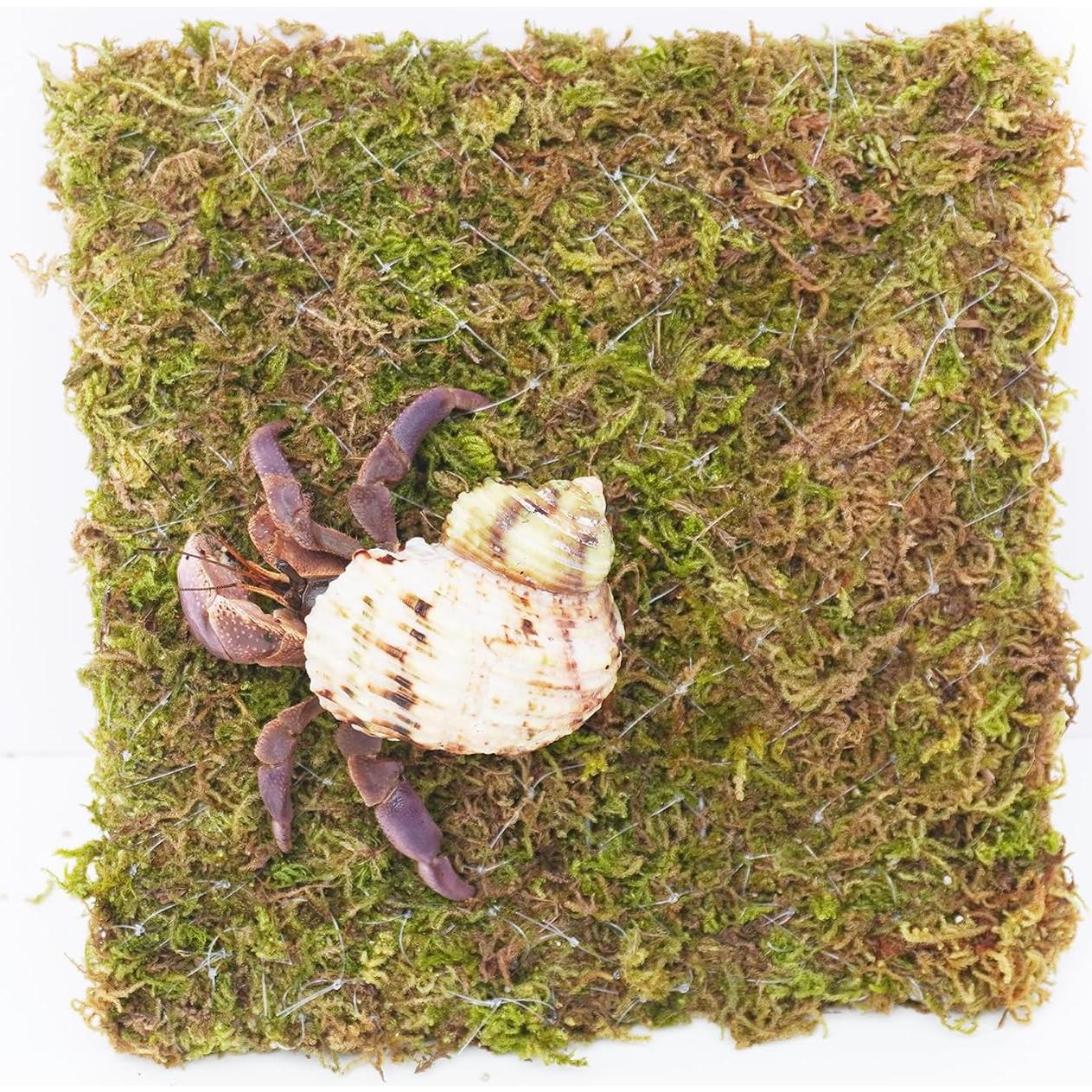 Pared de Escalada para Cangrejo Ermitaño Begeterday 15 cm Musgo