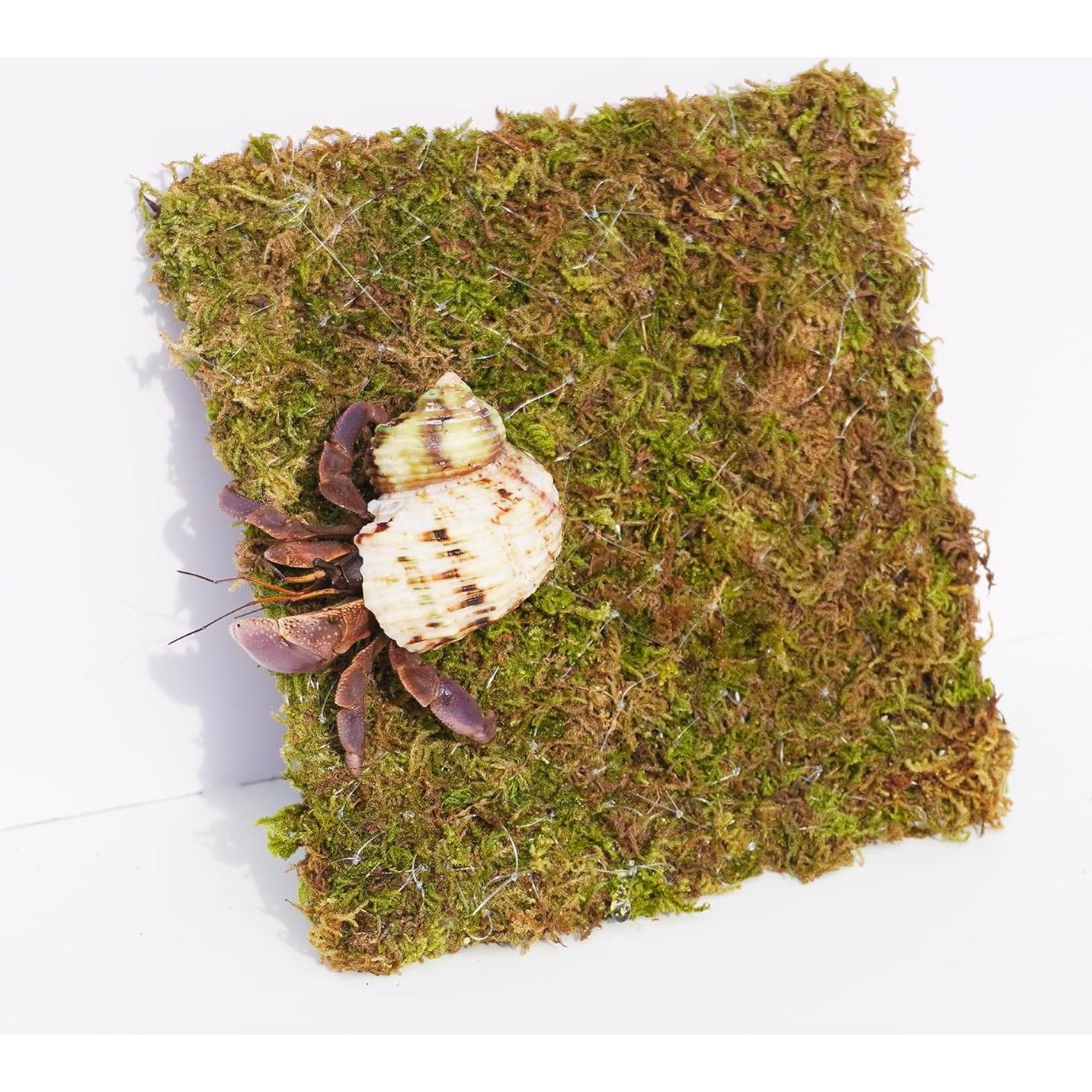 Pared de Escalada para Cangrejo Ermitaño Begeterday 15 cm Musgo