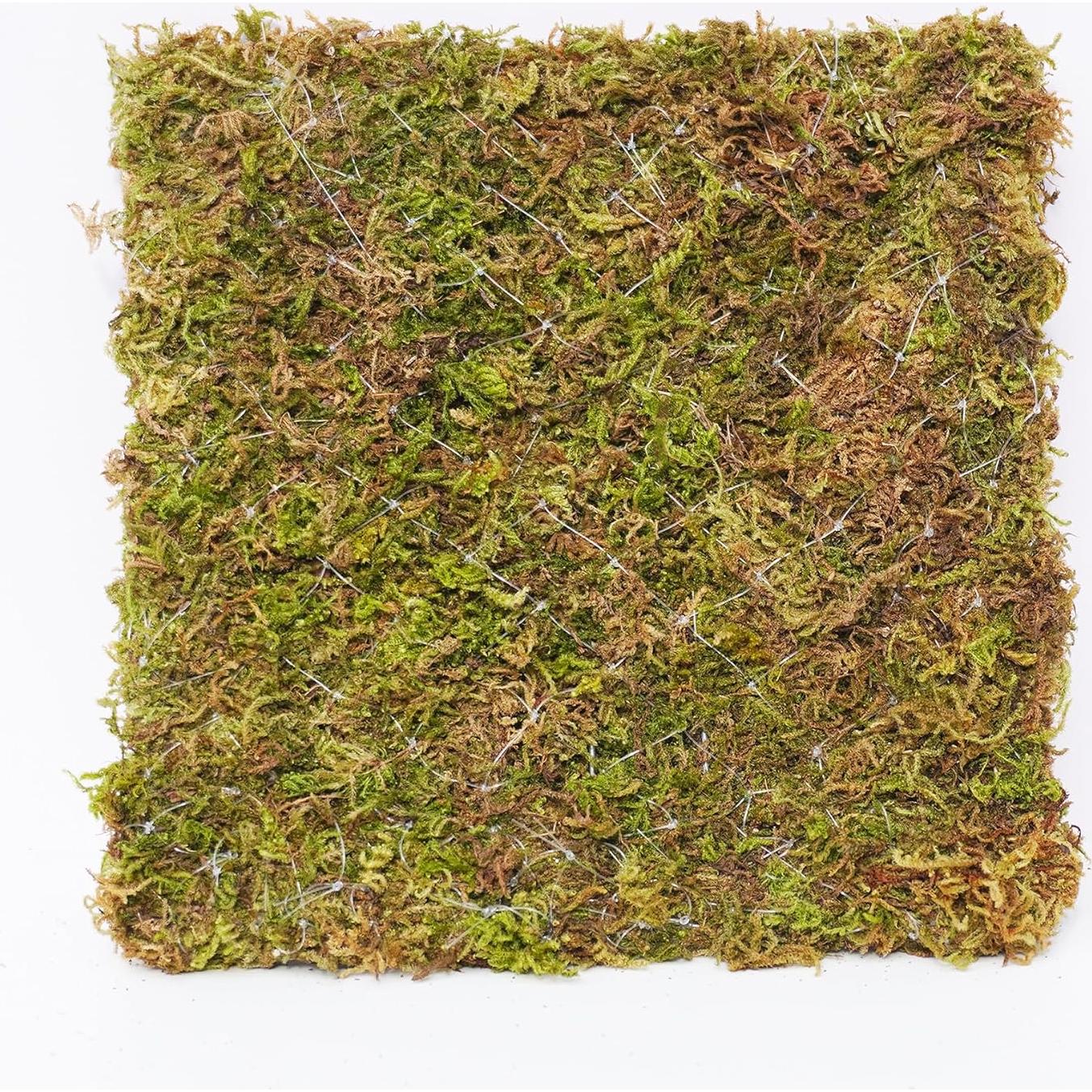 Pared de Escalada para Cangrejo Ermitaño Begeterday 15 cm Musgo