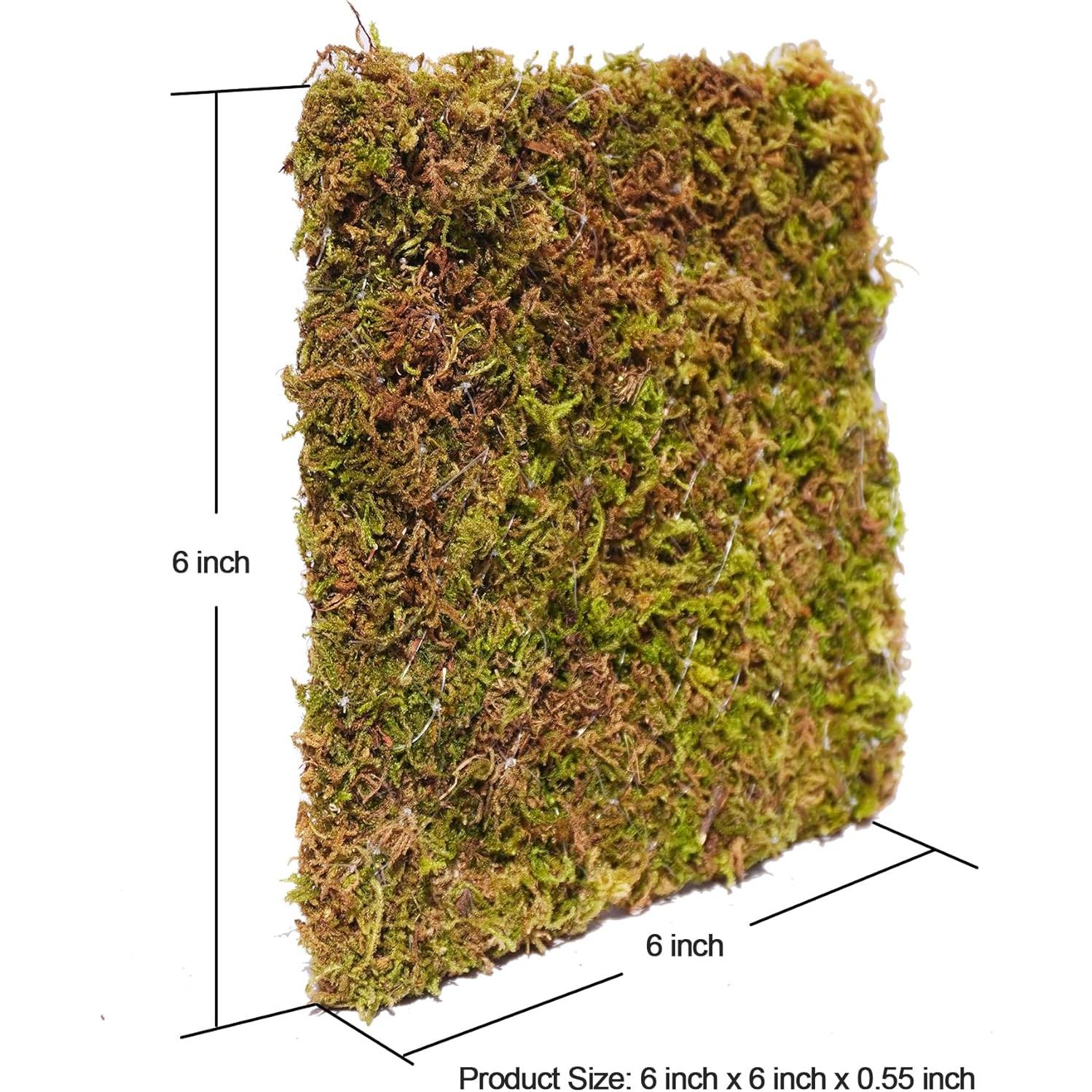 Pared de Escalada para Cangrejo Ermitaño Begeterday 15 cm Musgo