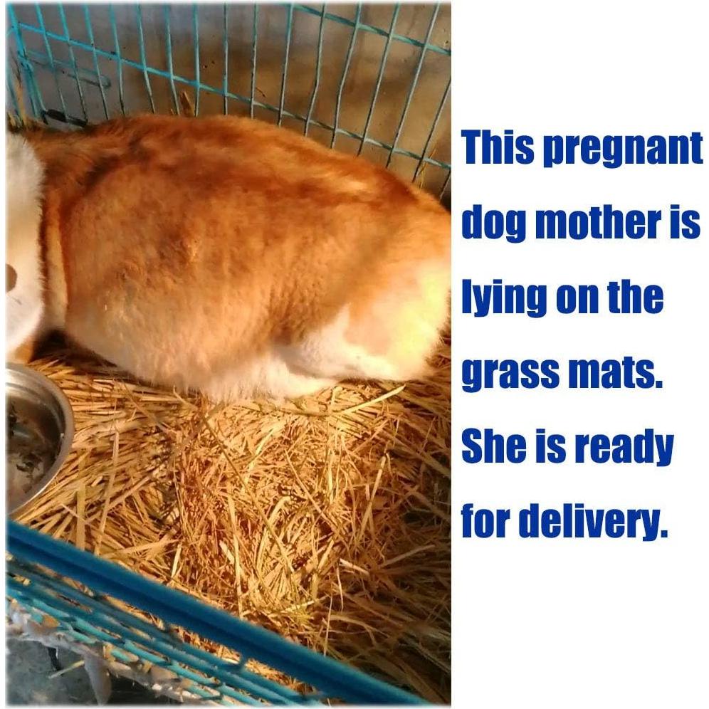 Alfombra de Hierba Natural Hamiledyi para Mascotas - 3 Piezas