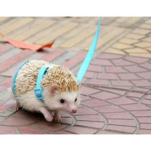 Arnés Ajustable para Erizos Hokmly 1cm x 110cm Azul