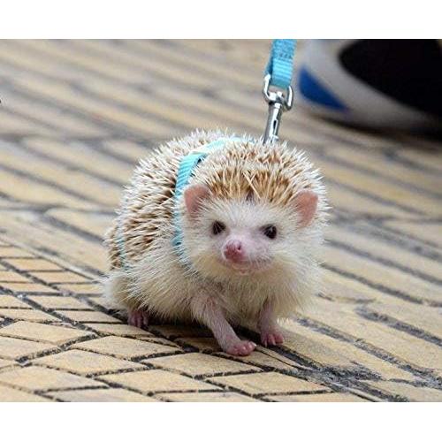 Arnés Ajustable para Erizos Hokmly 1cm x 110cm Azul