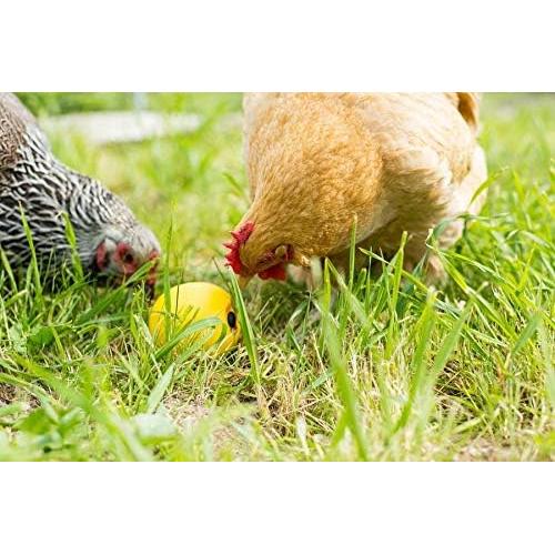 Comedero Juguete para Pollos Lixit CT-1 2 Paquete 73.71g