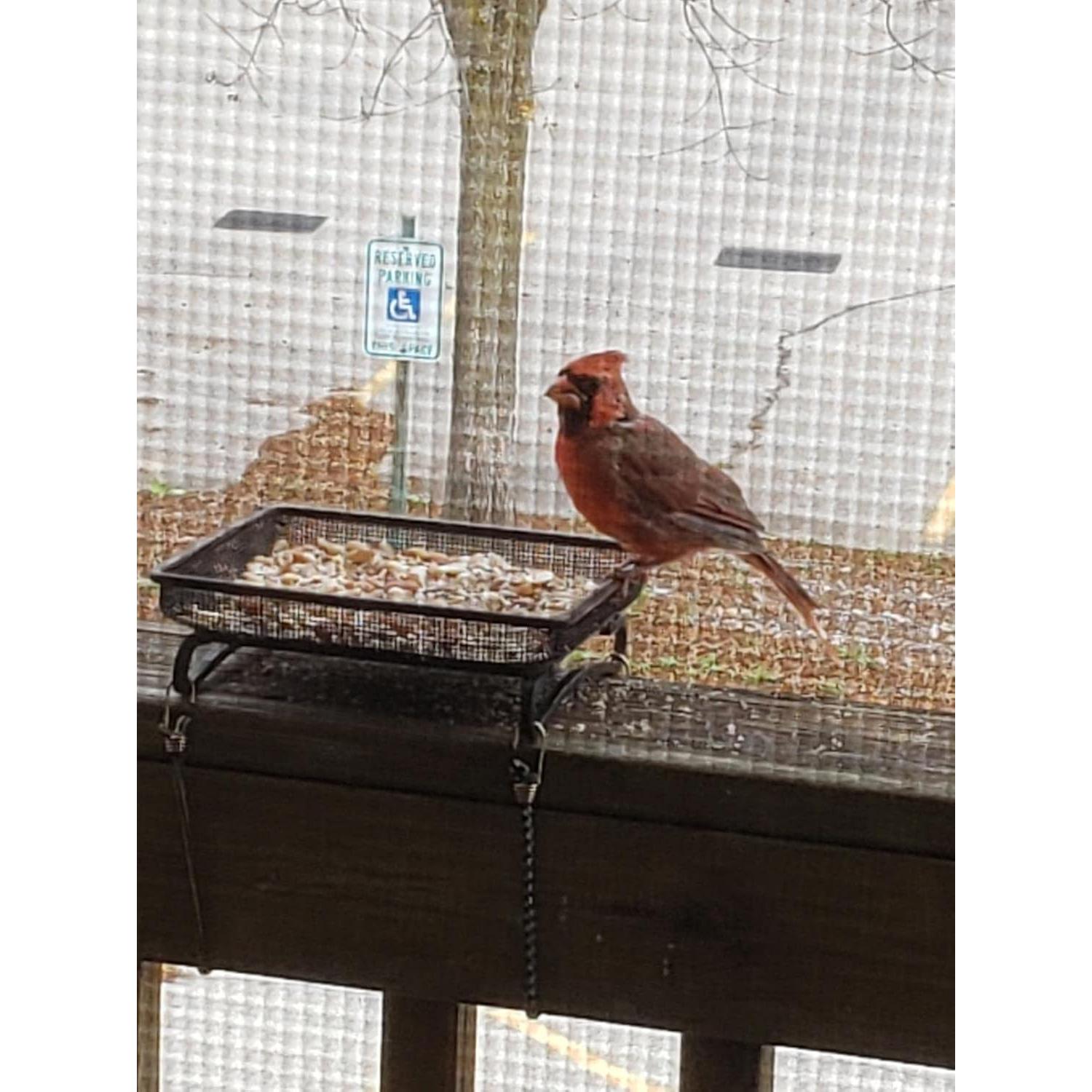 Bandeja Alimentador de Aves Aelean 20cm Metal Negra